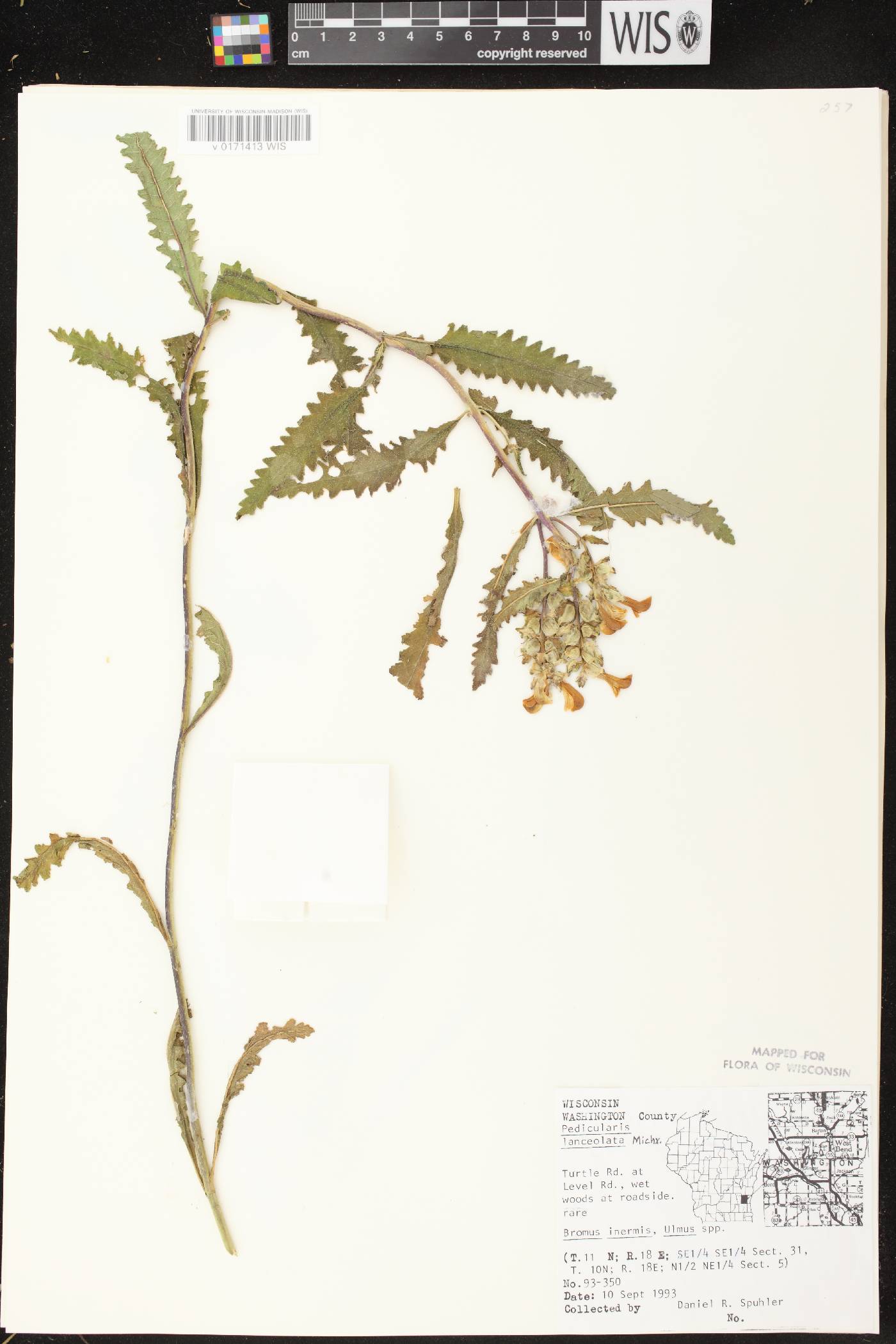 Pedicularis lanceolata image