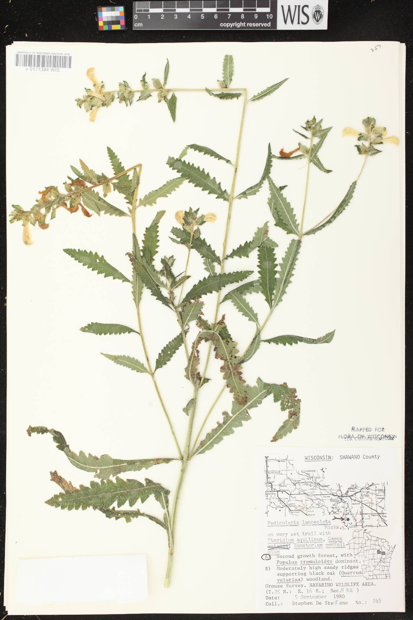 Pedicularis lanceolata image