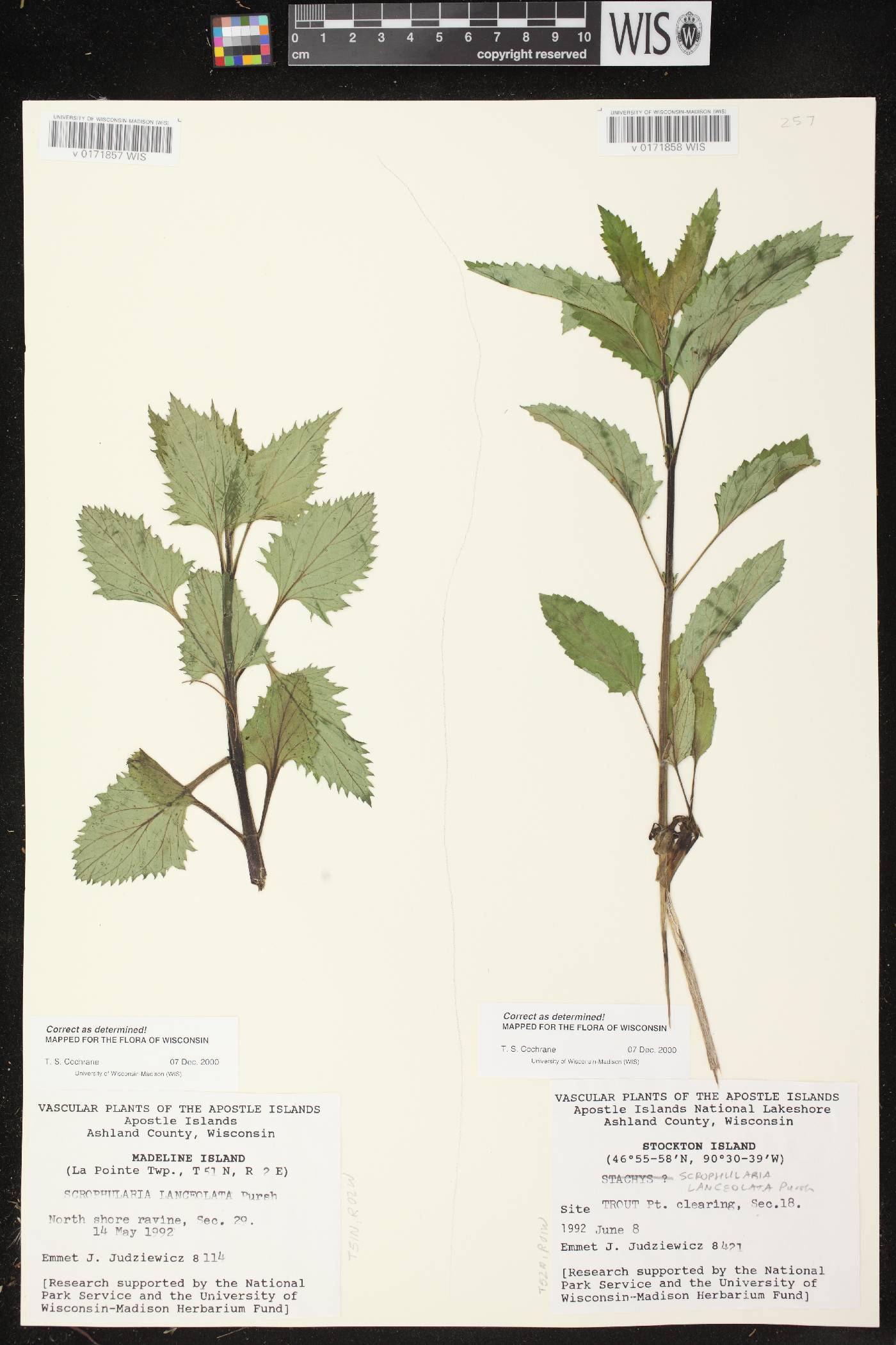 Scrophularia lanceolata image