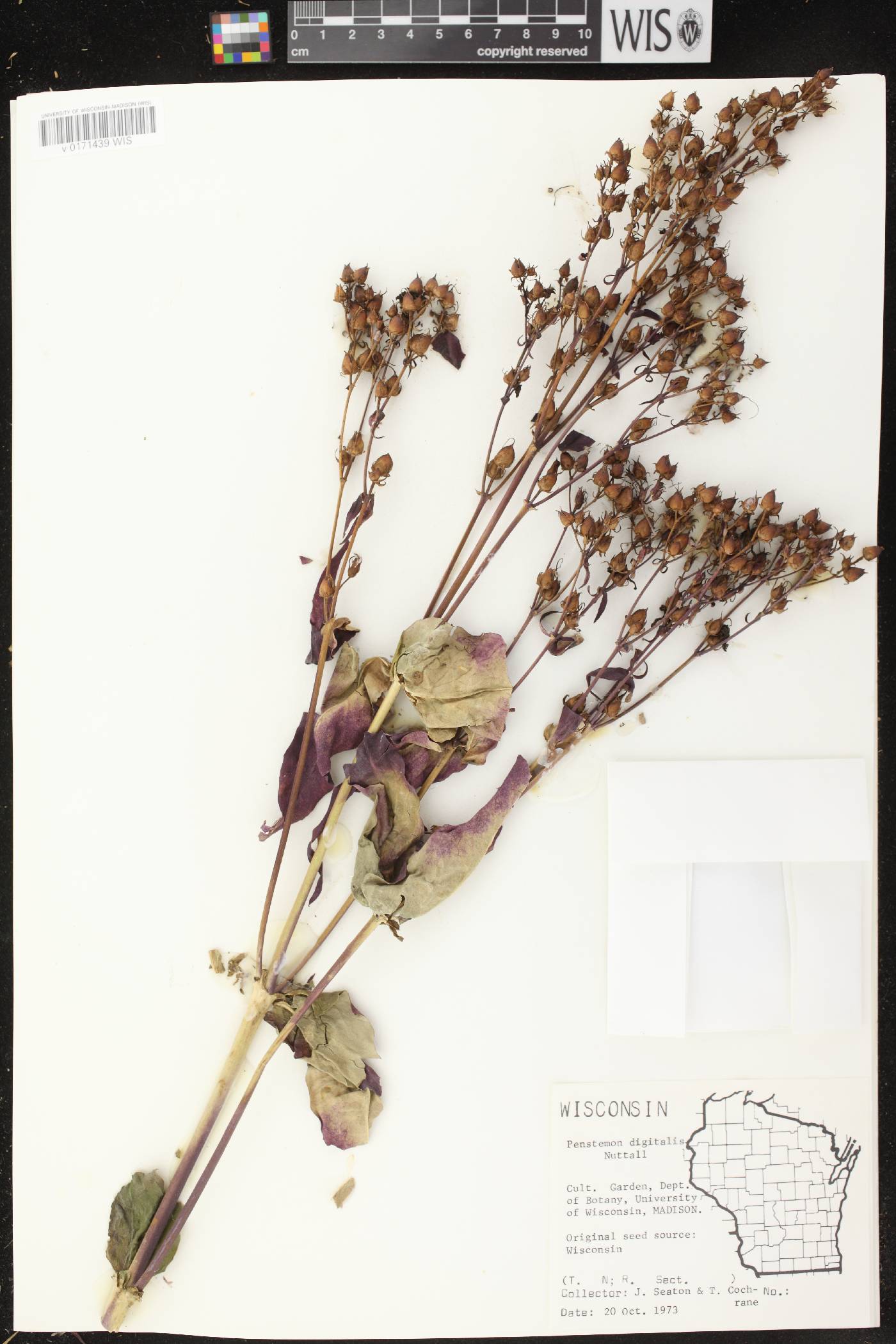 Penstemon digitalis image