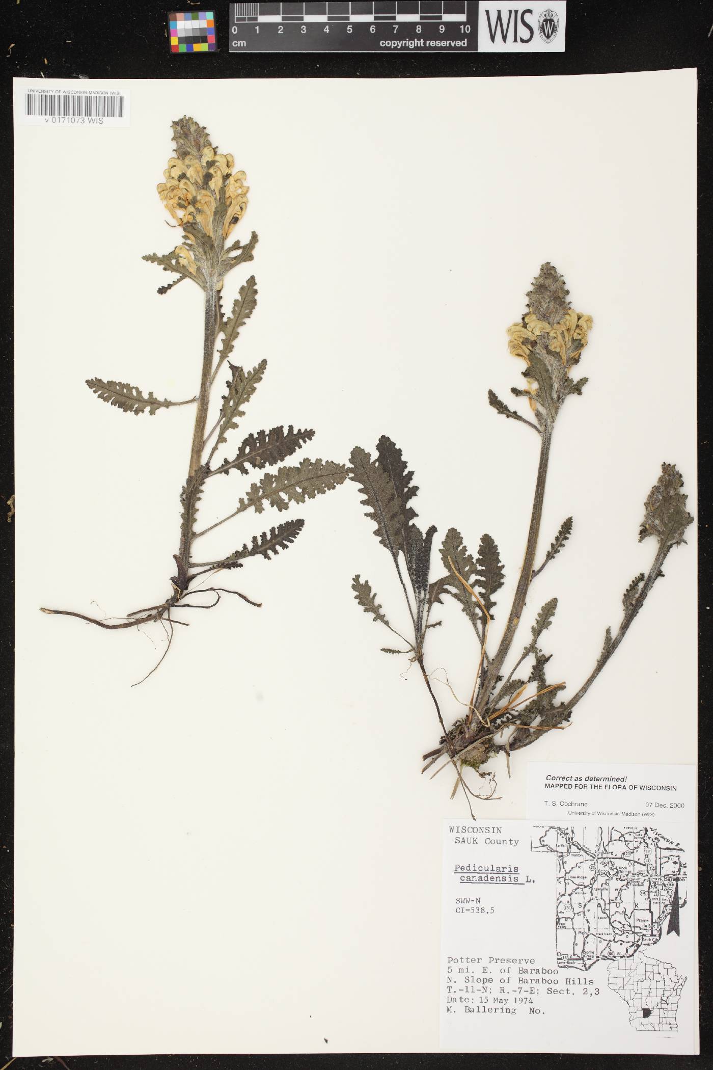 Pedicularis canadensis subsp. canadensis image