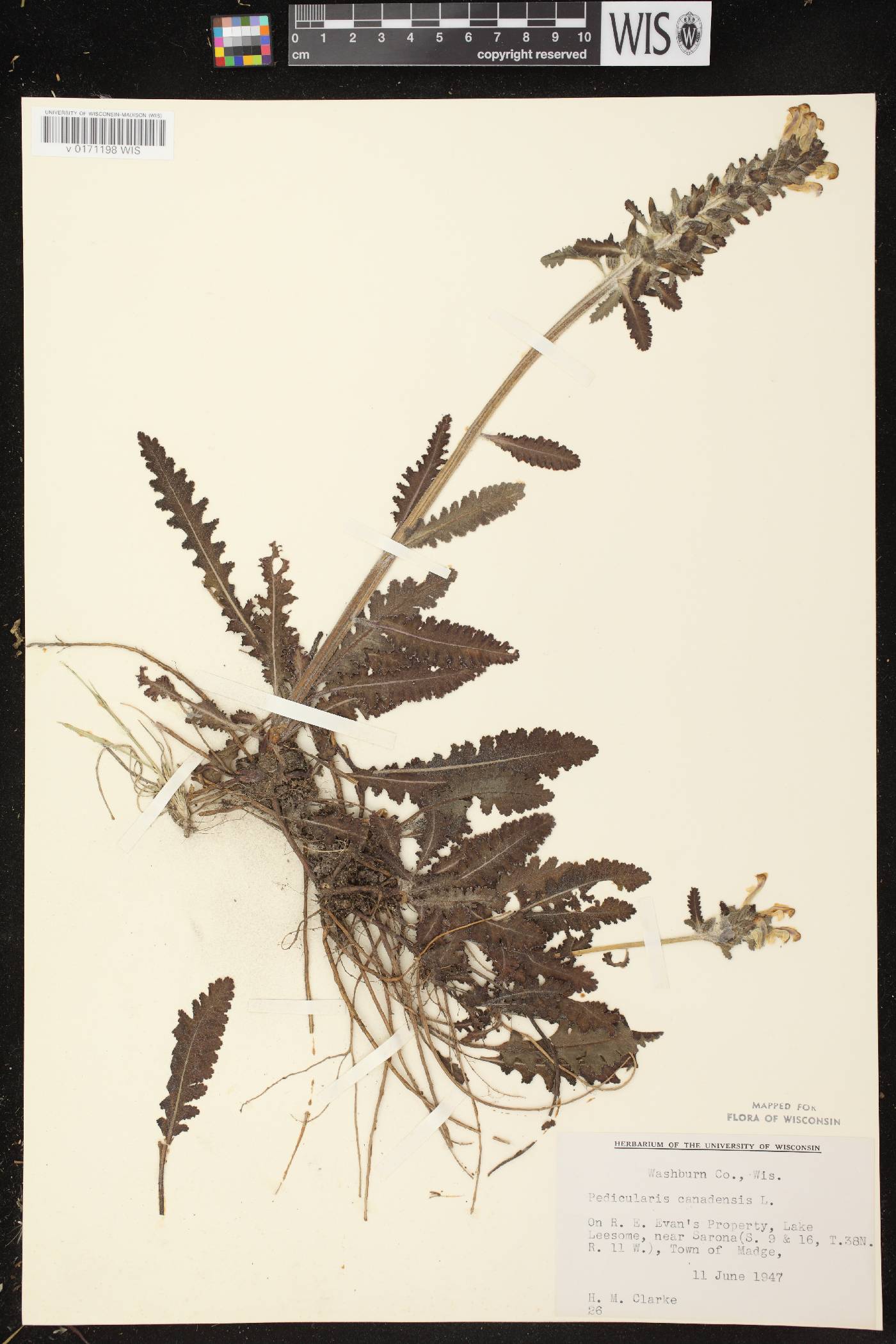 Pedicularis canadensis subsp. canadensis image