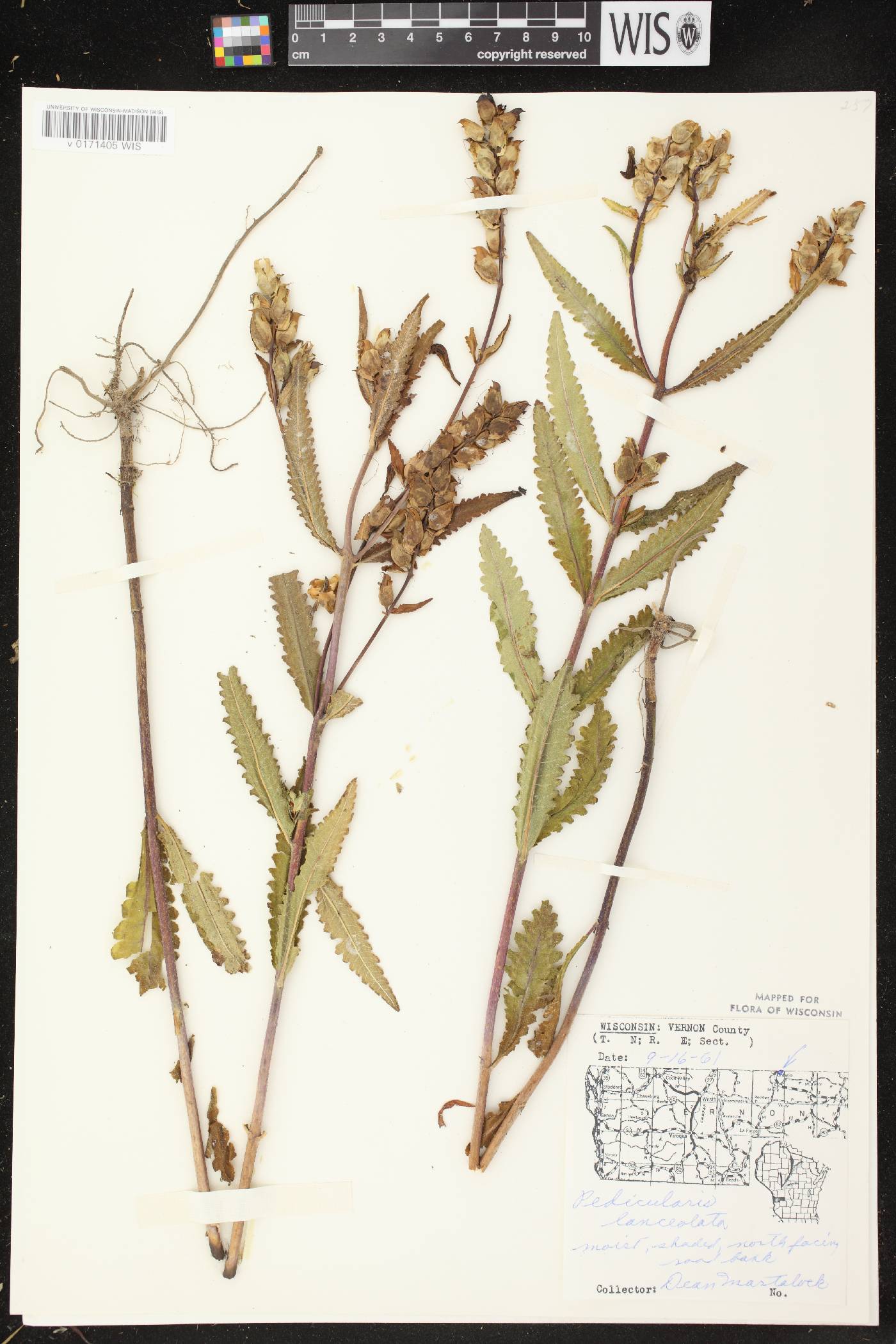Pedicularis lanceolata image