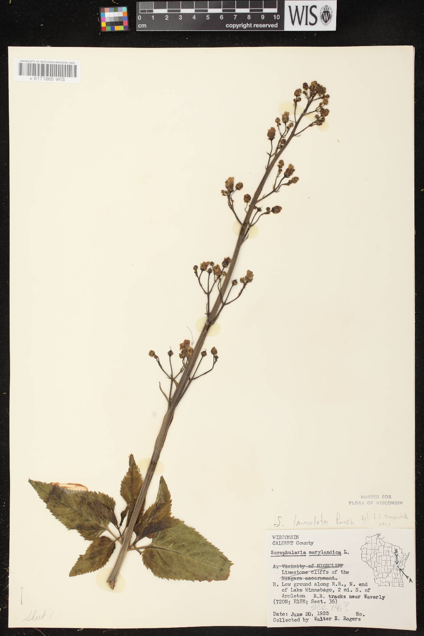 Scrophularia lanceolata image