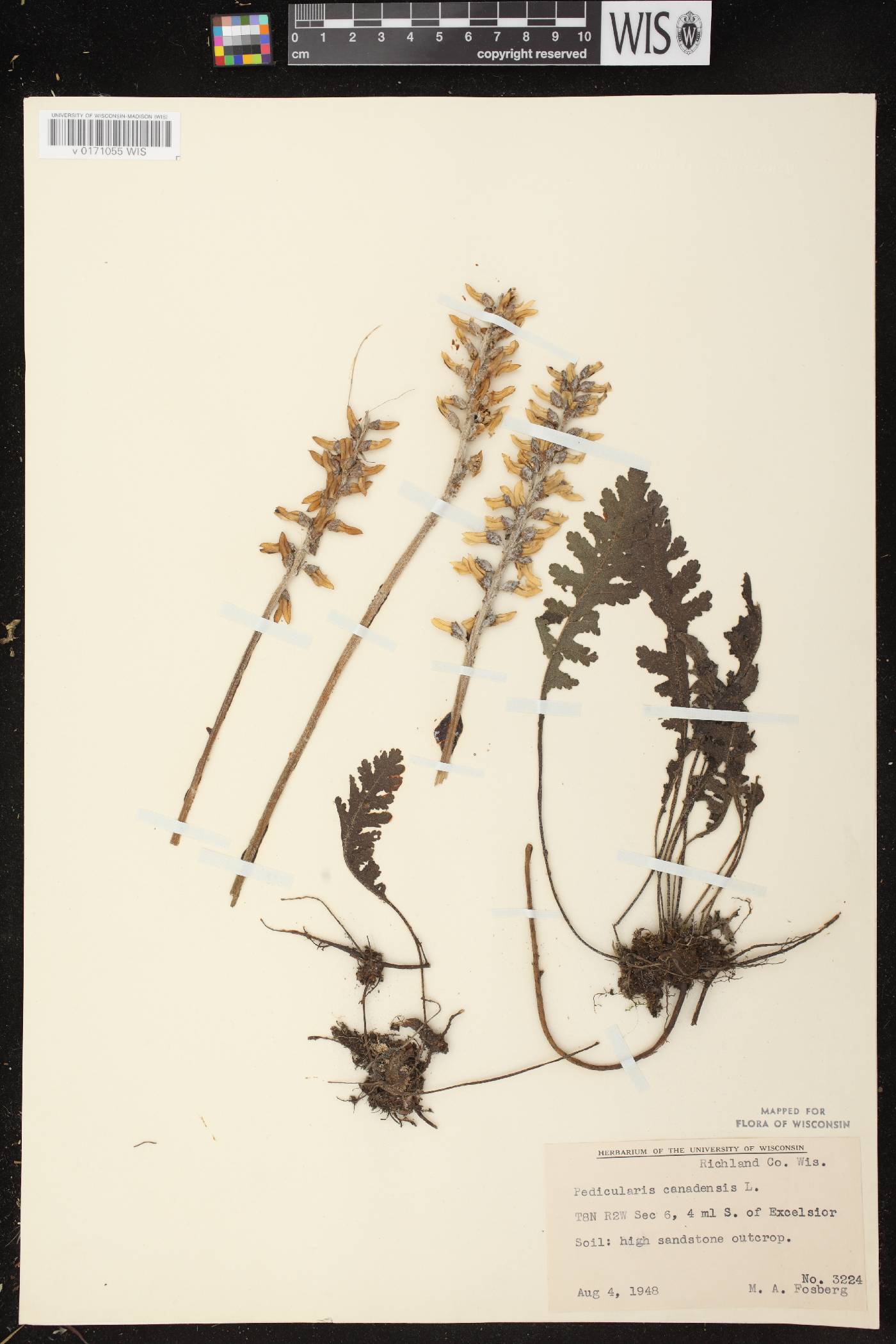 Pedicularis canadensis subsp. canadensis image