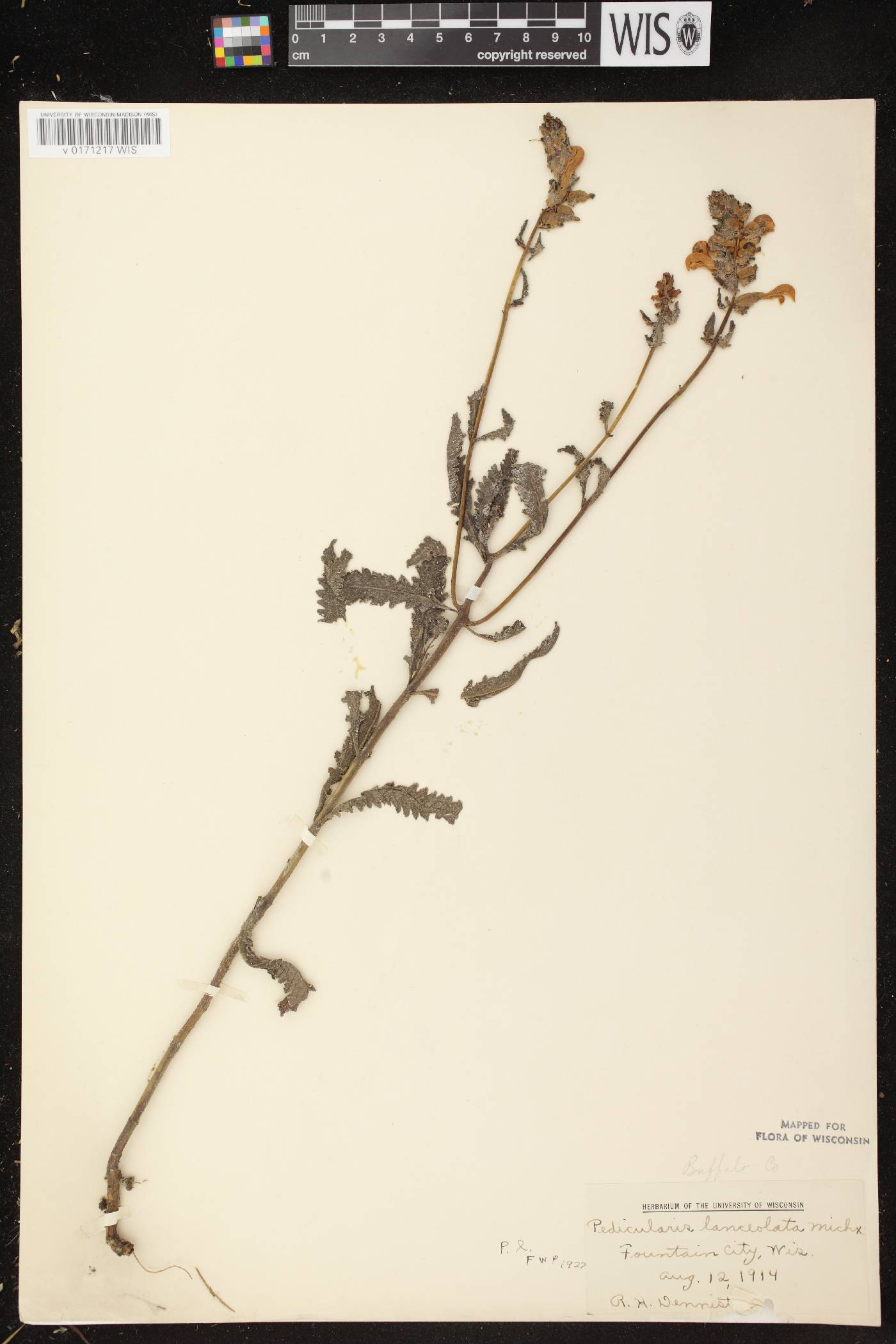 Pedicularis lanceolata image