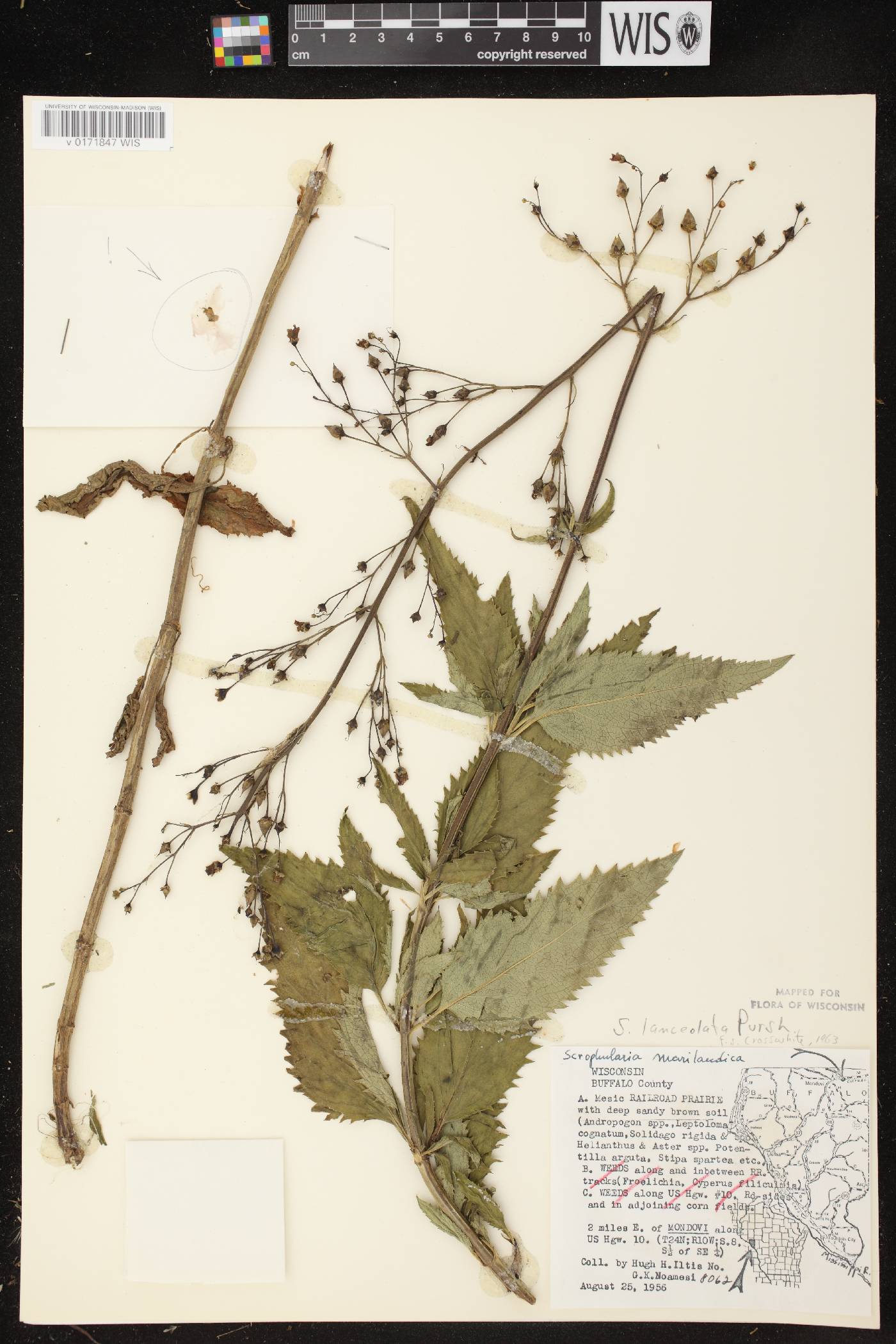 Scrophularia lanceolata image