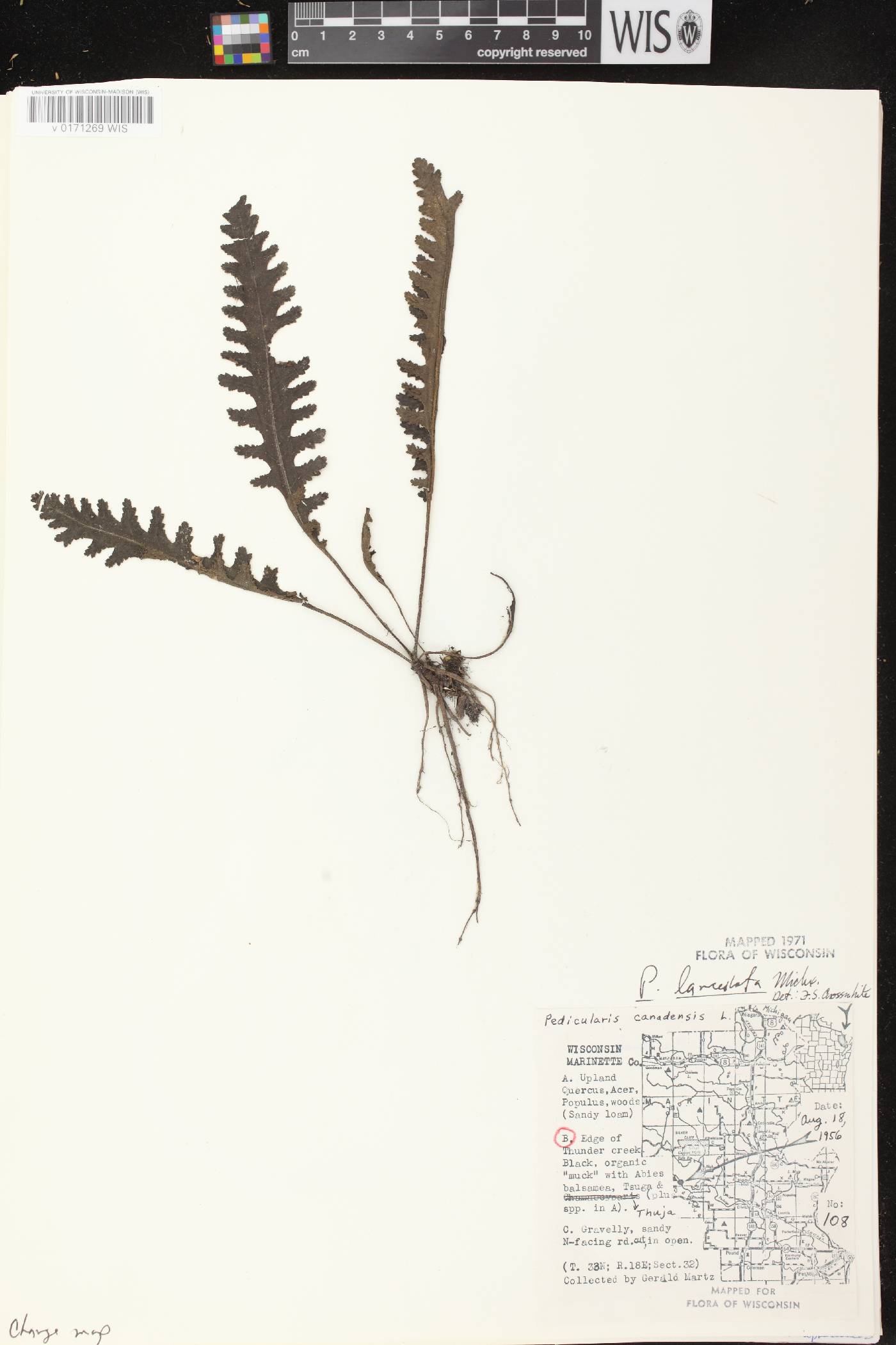 Pedicularis lanceolata image