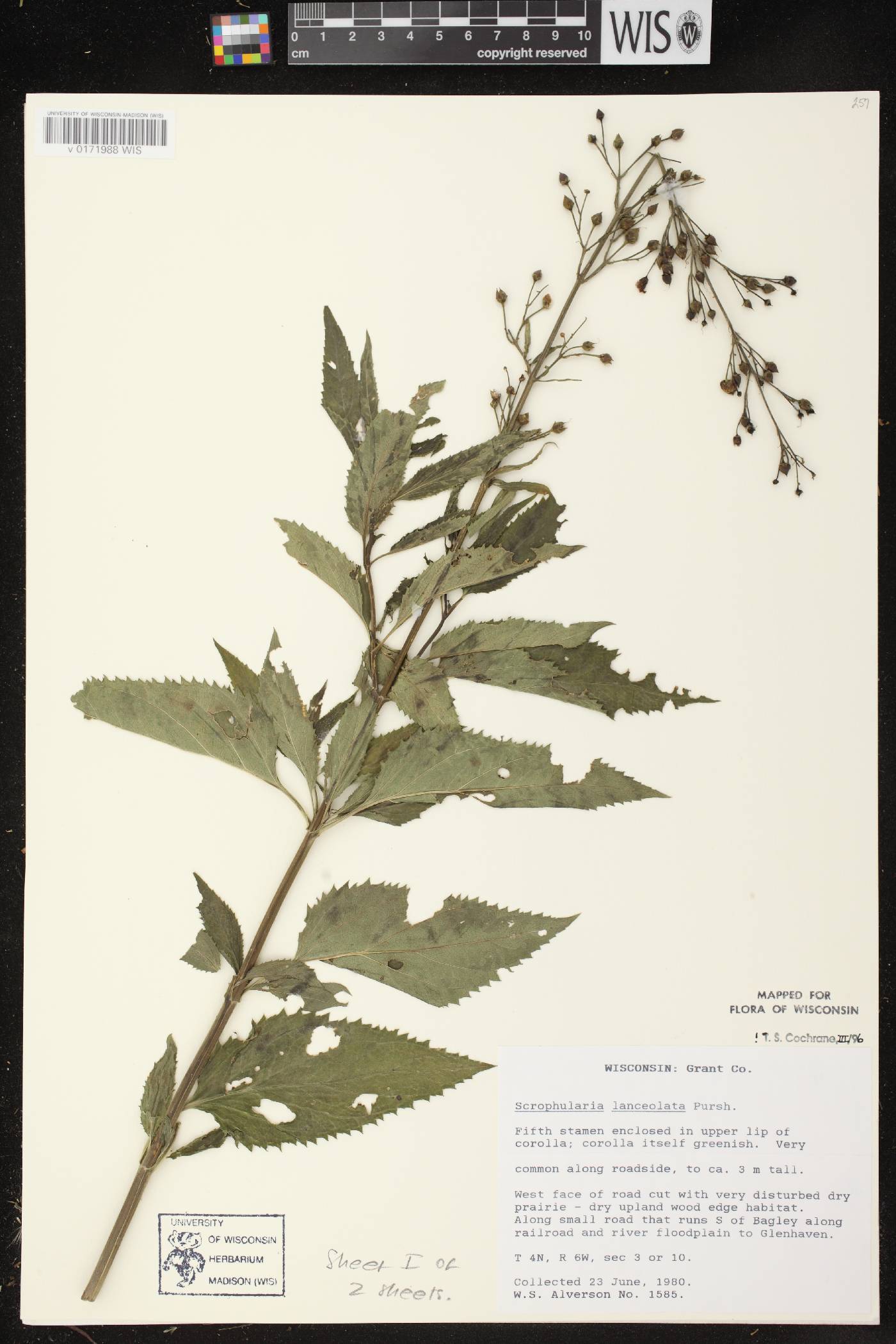 Scrophularia lanceolata image