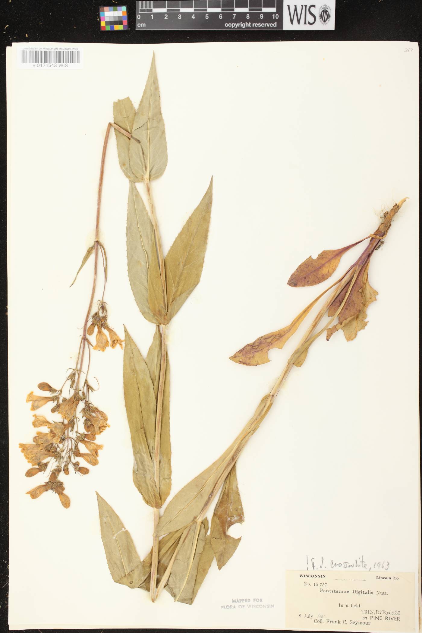 Penstemon digitalis image