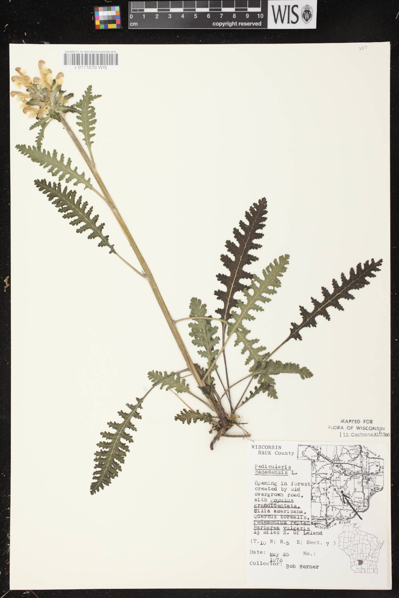 Pedicularis canadensis subsp. canadensis image