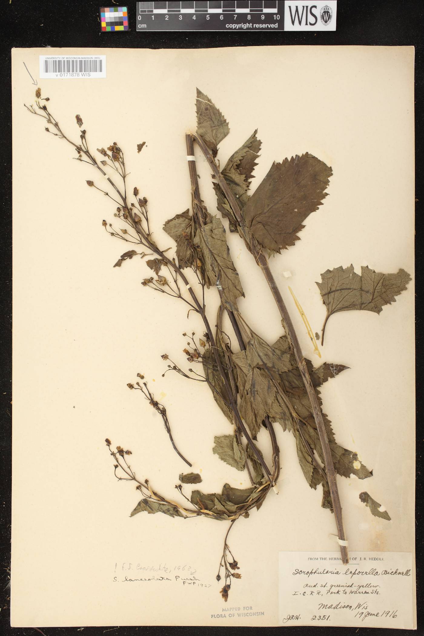 Scrophularia lanceolata image