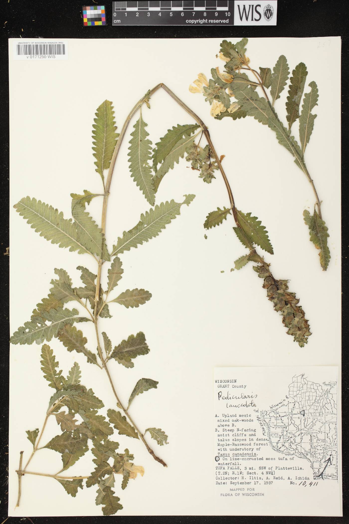 Pedicularis lanceolata image