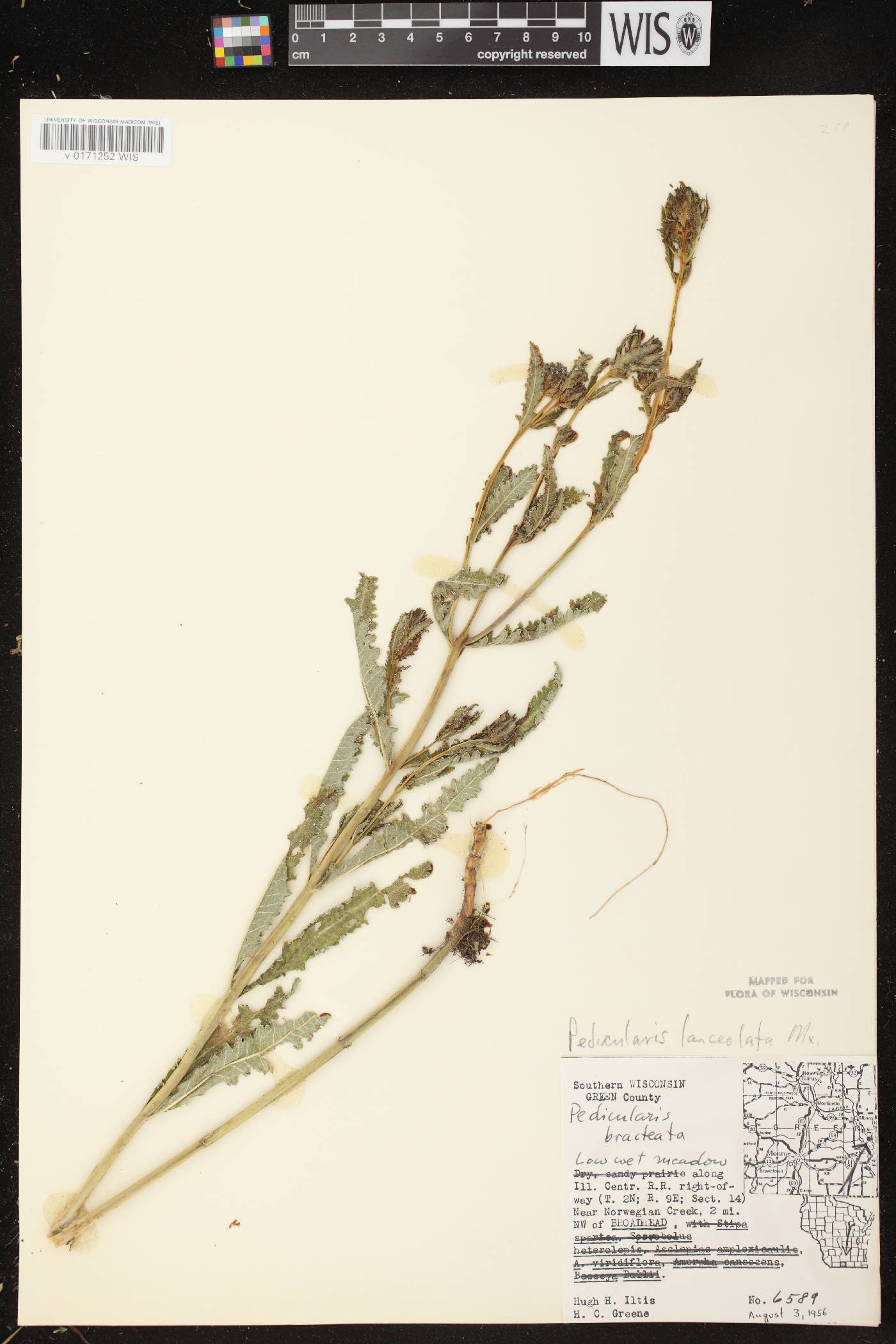 Pedicularis lanceolata image
