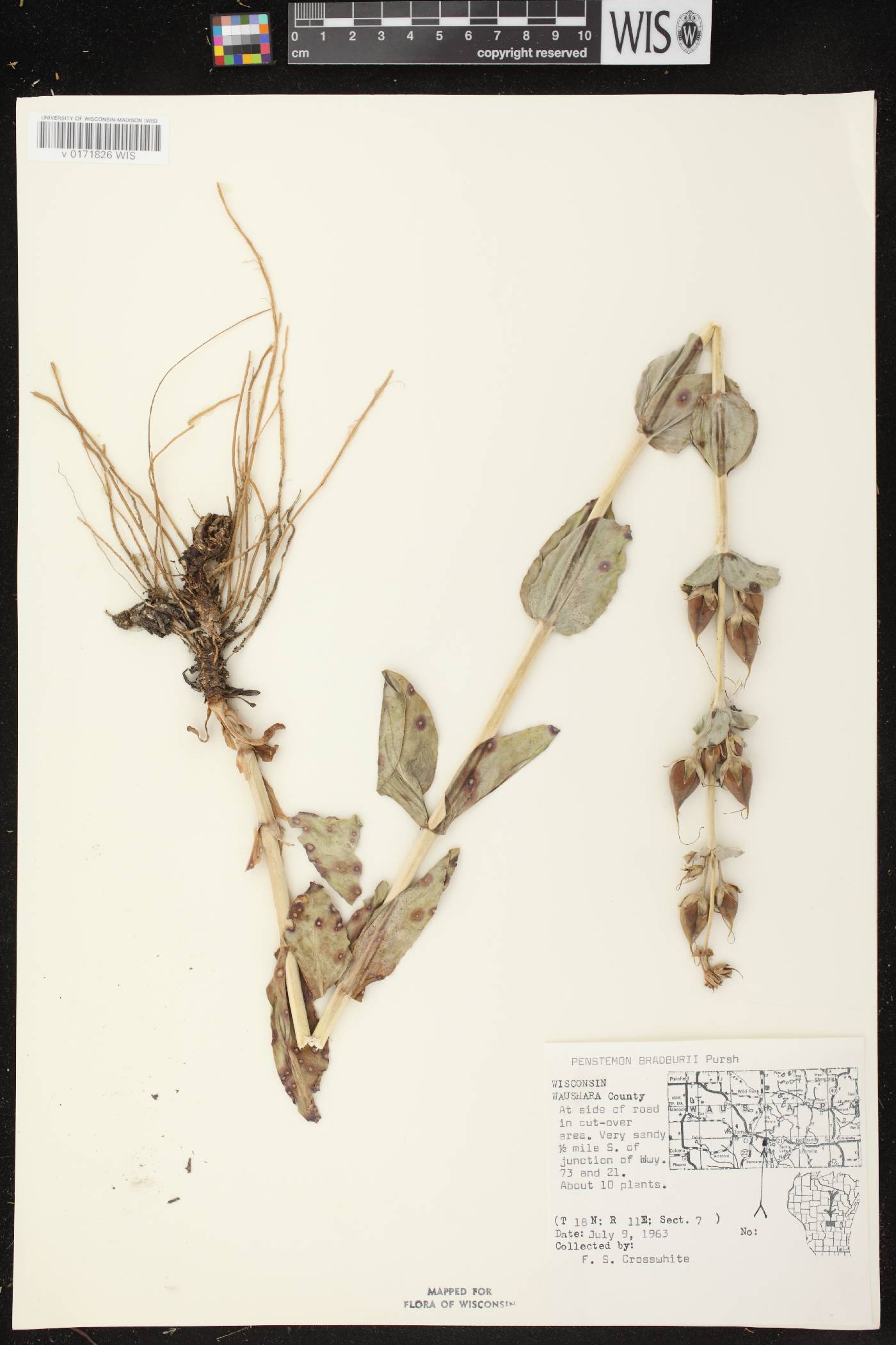 Penstemon grandiflorus image
