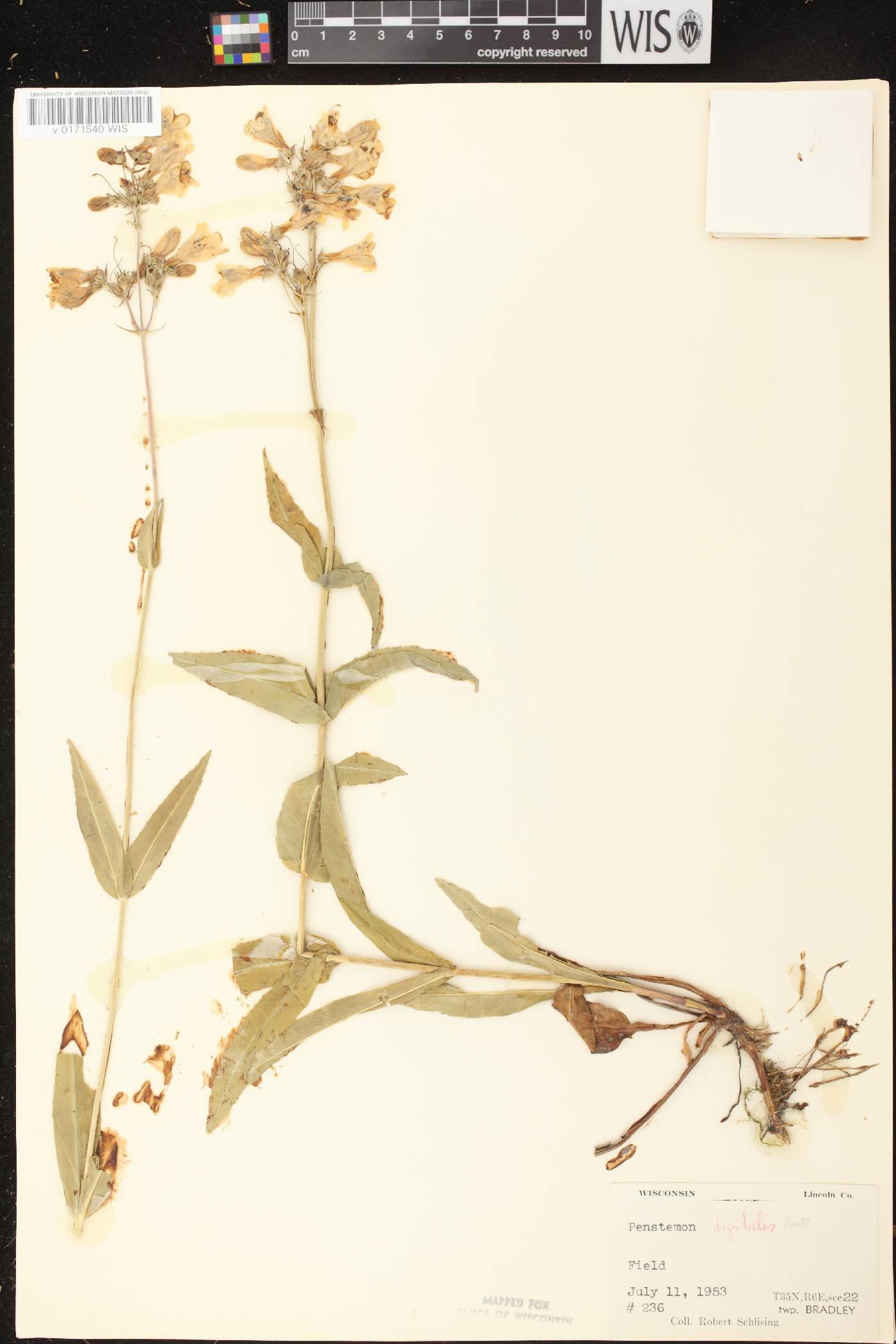 Penstemon digitalis image