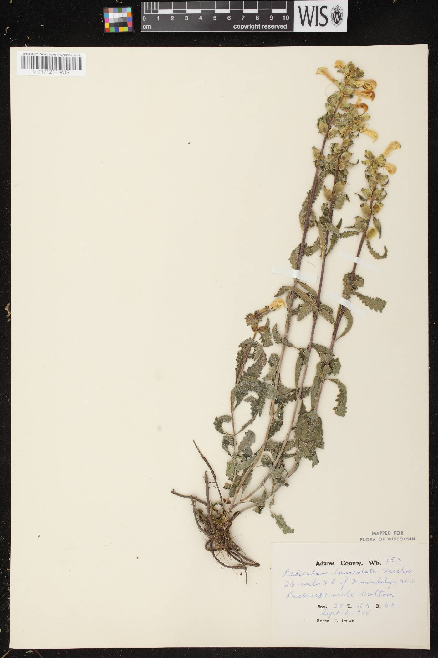 Pedicularis lanceolata image
