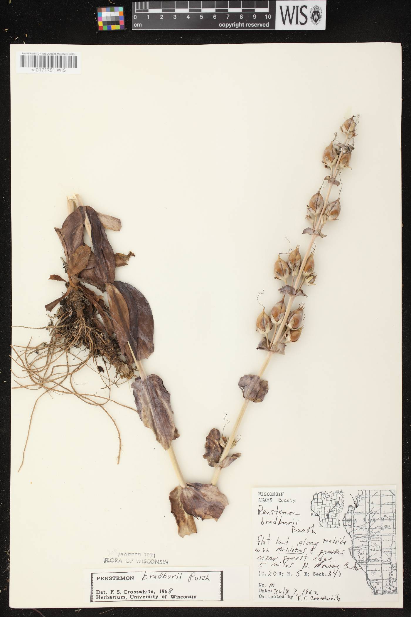 Penstemon grandiflorus image