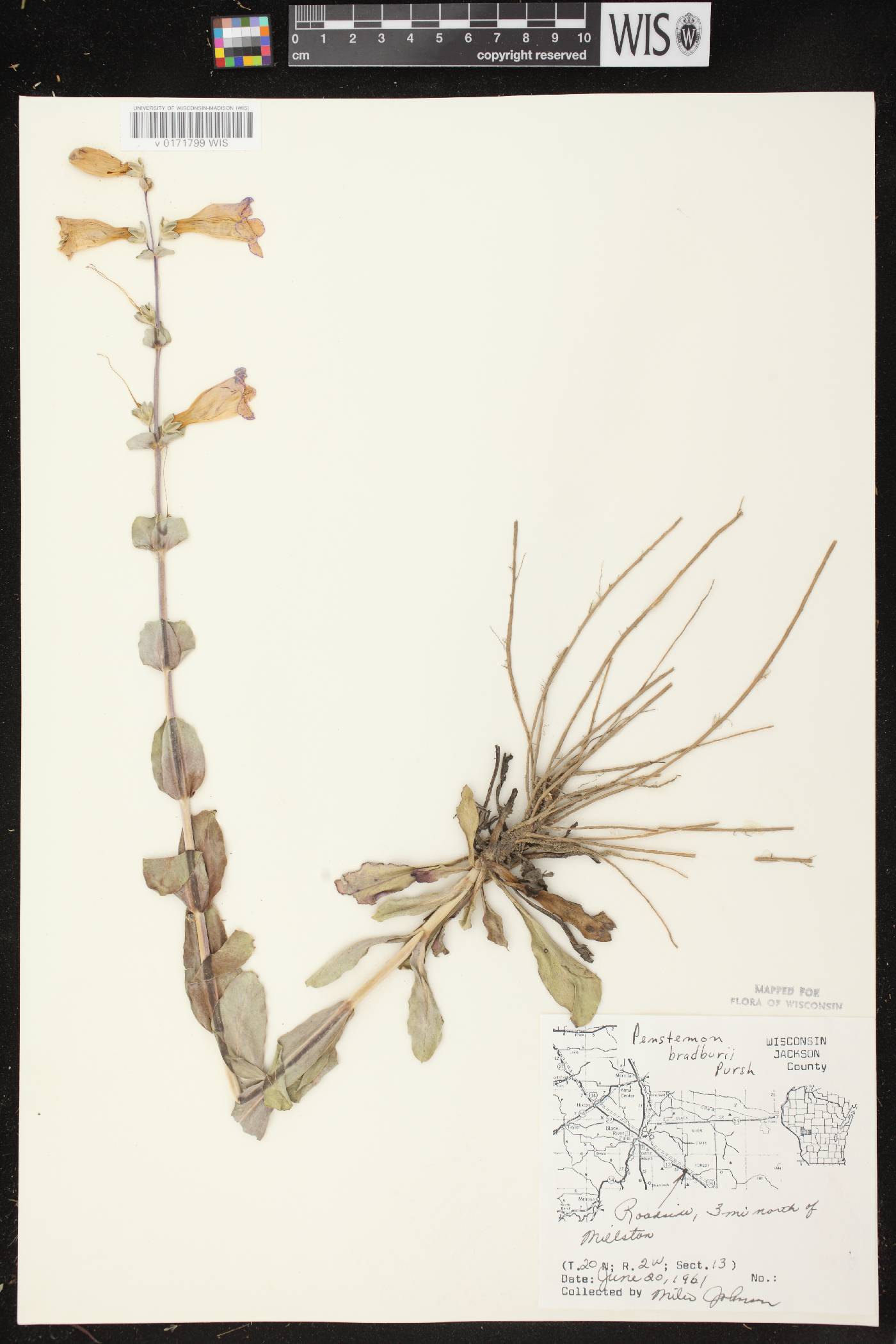 Penstemon grandiflorus image