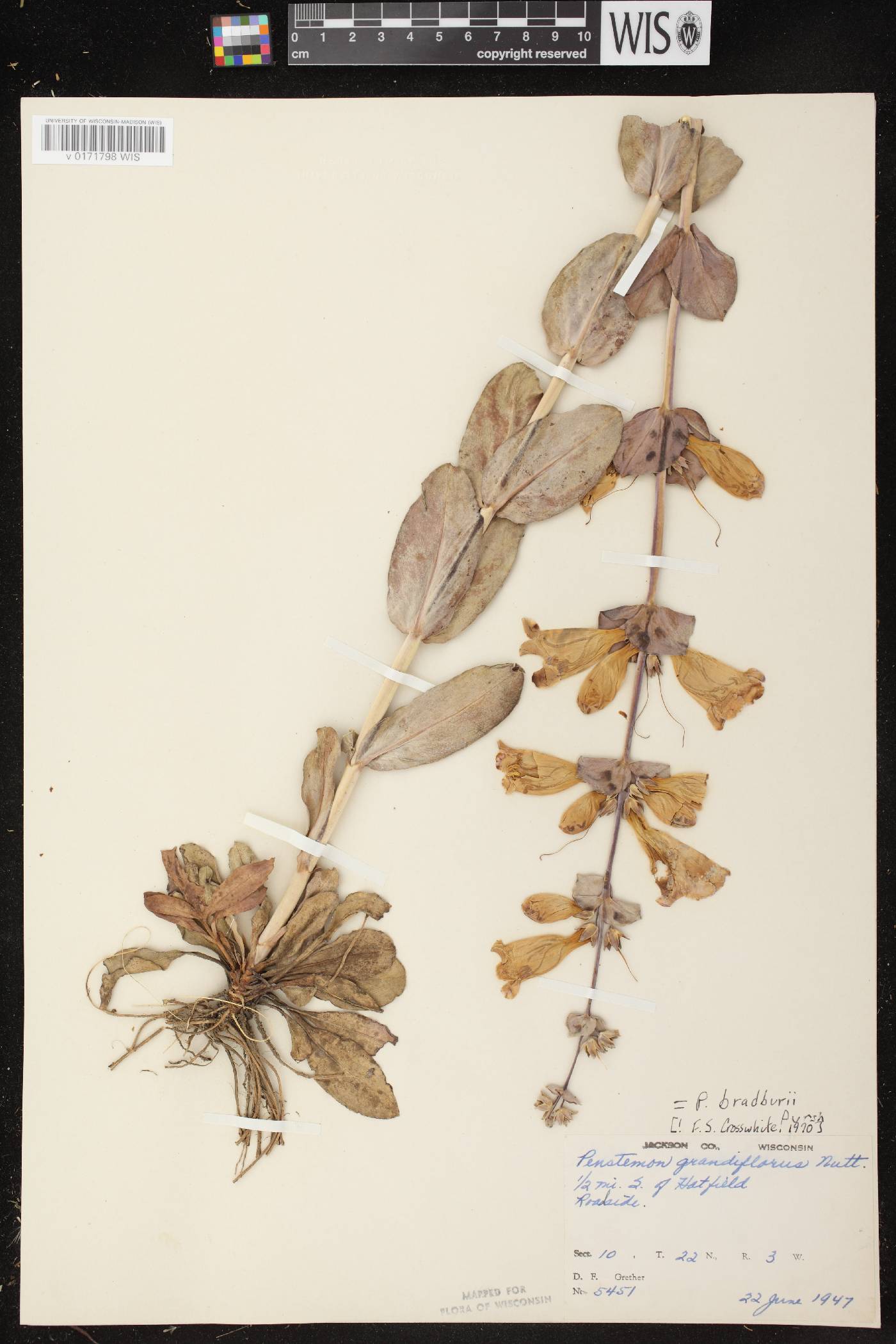 Penstemon grandiflorus image