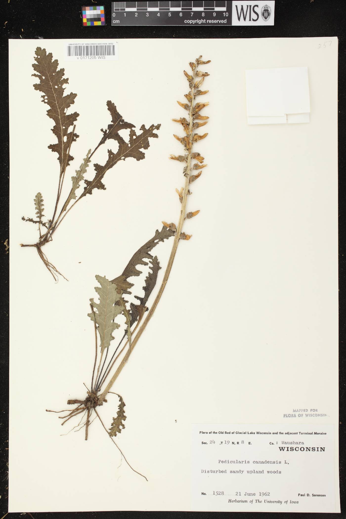Pedicularis canadensis subsp. canadensis image