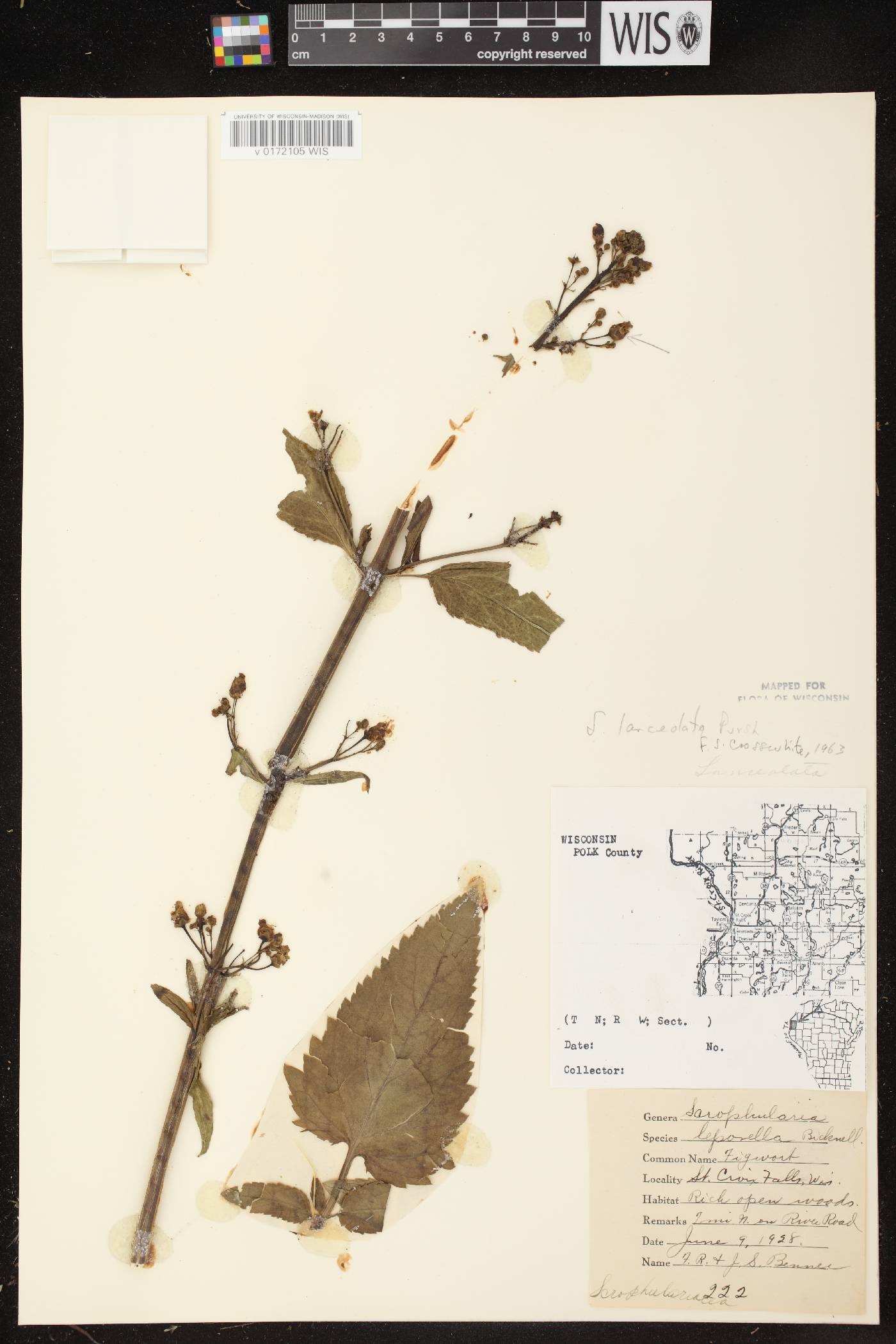 Scrophularia lanceolata image