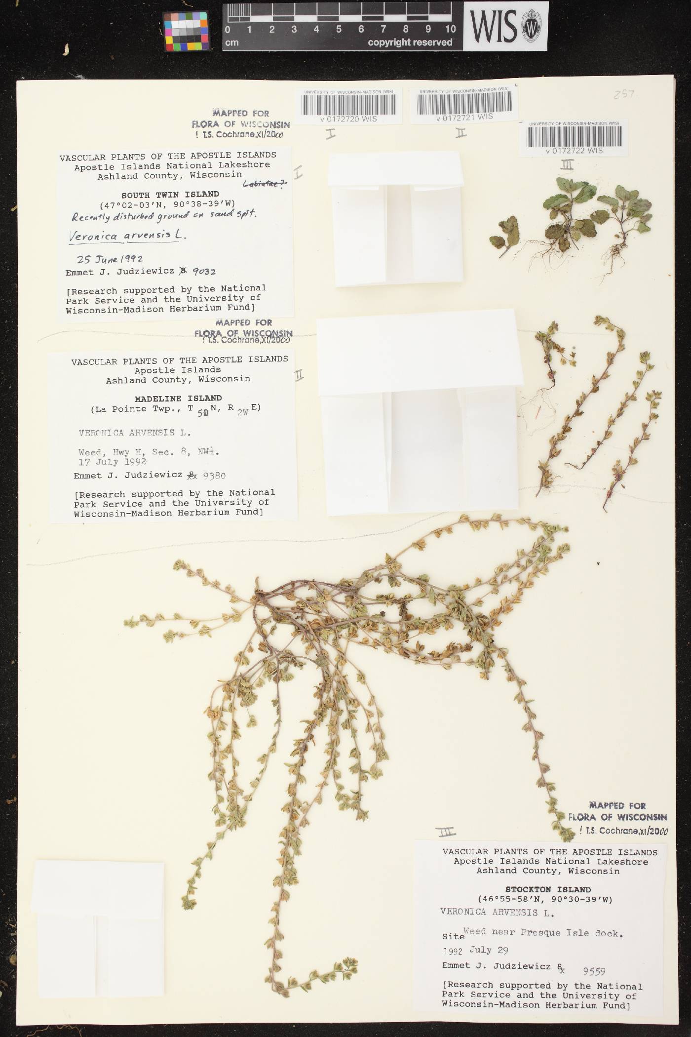 Veronica arvensis image