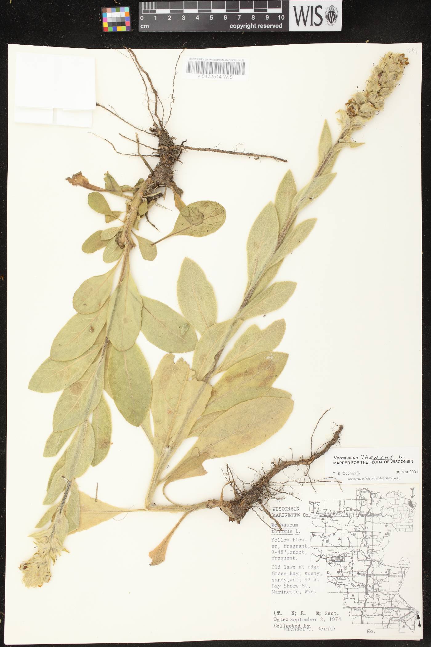 Verbascum thapsus image