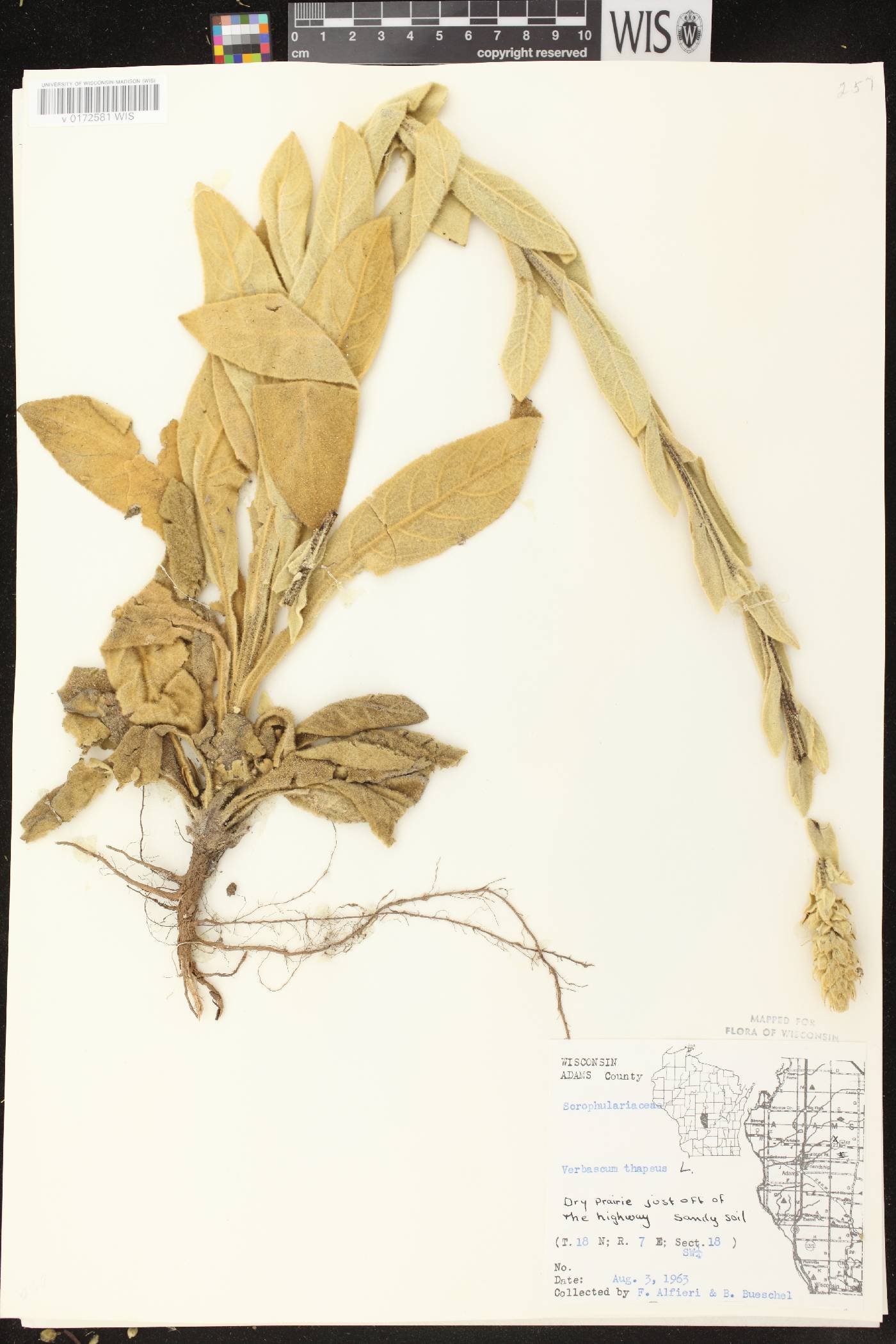 Verbascum thapsus image