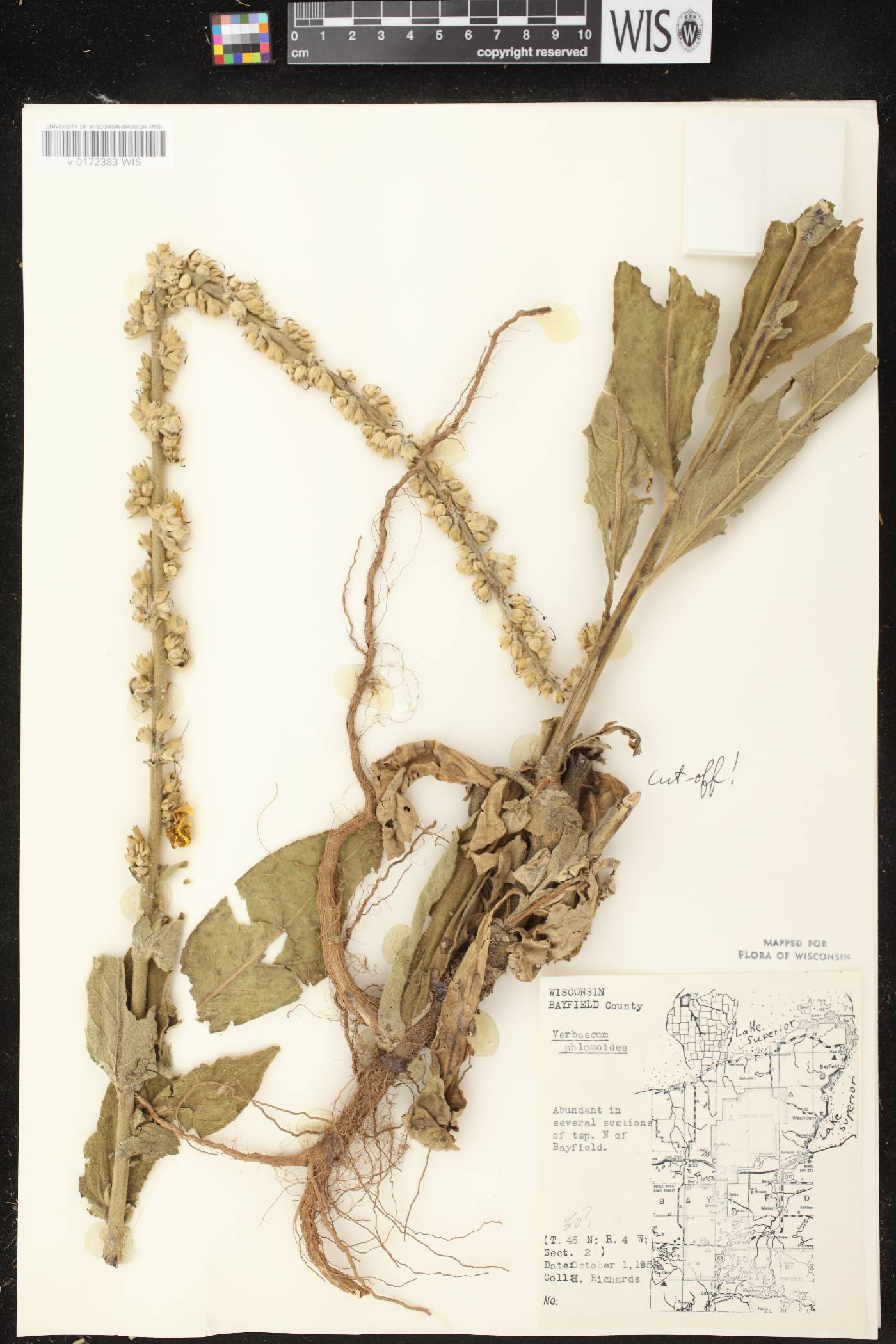 Verbascum phlomoides image