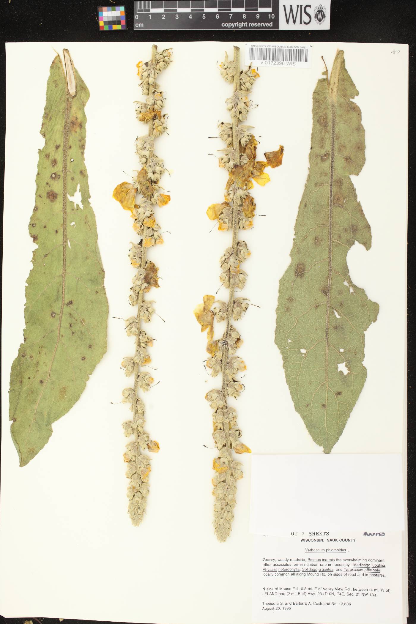 Verbascum phlomoides image