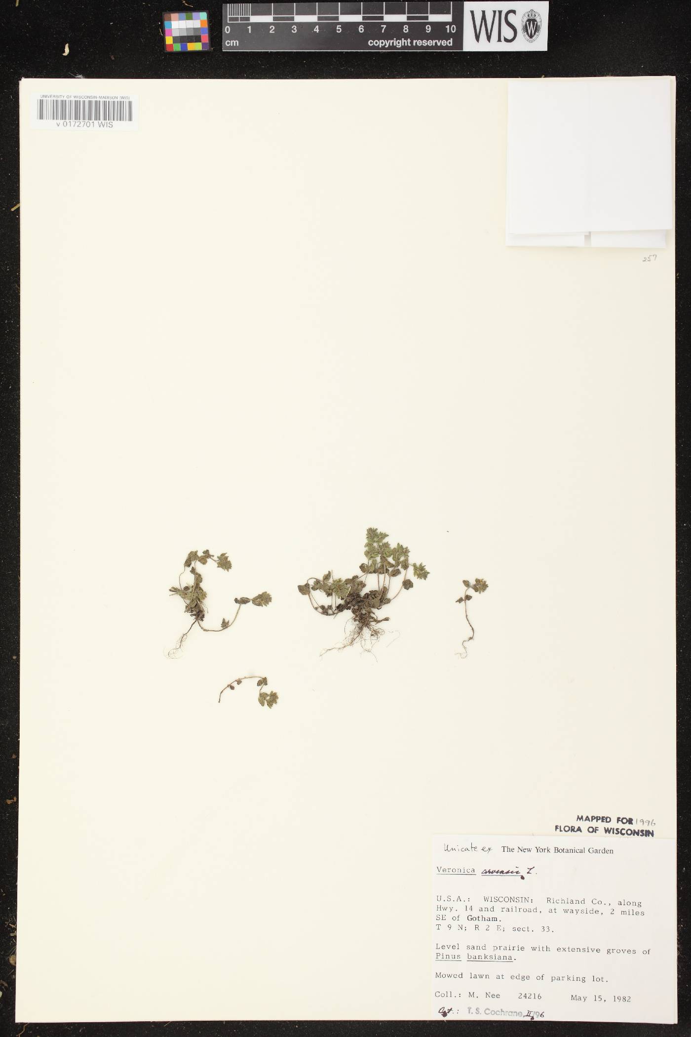 Veronica arvensis image