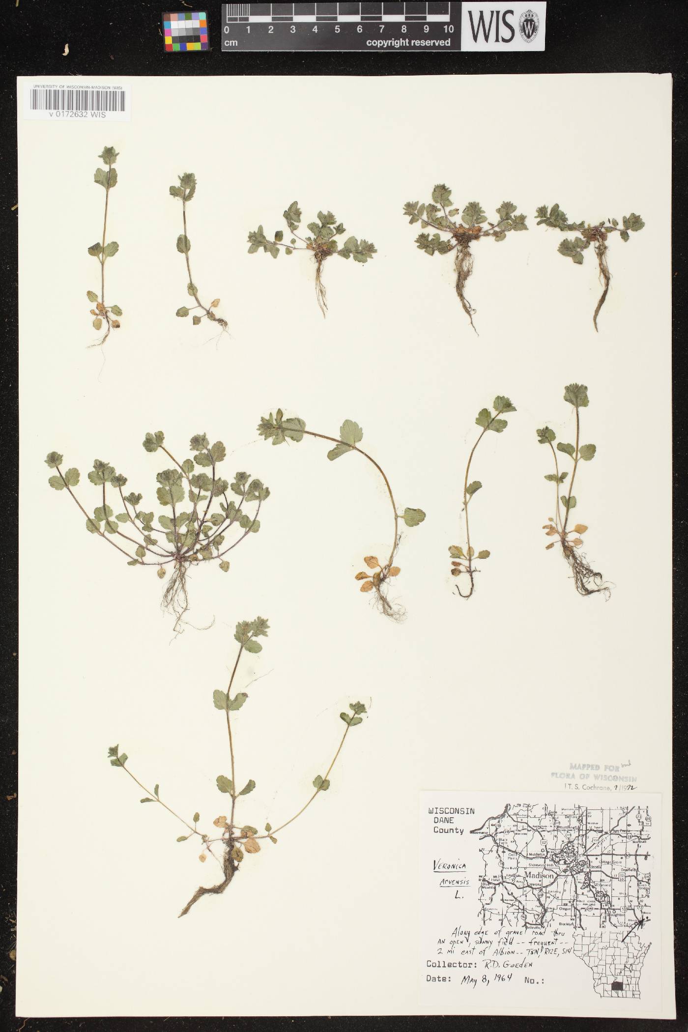 Veronica arvensis image