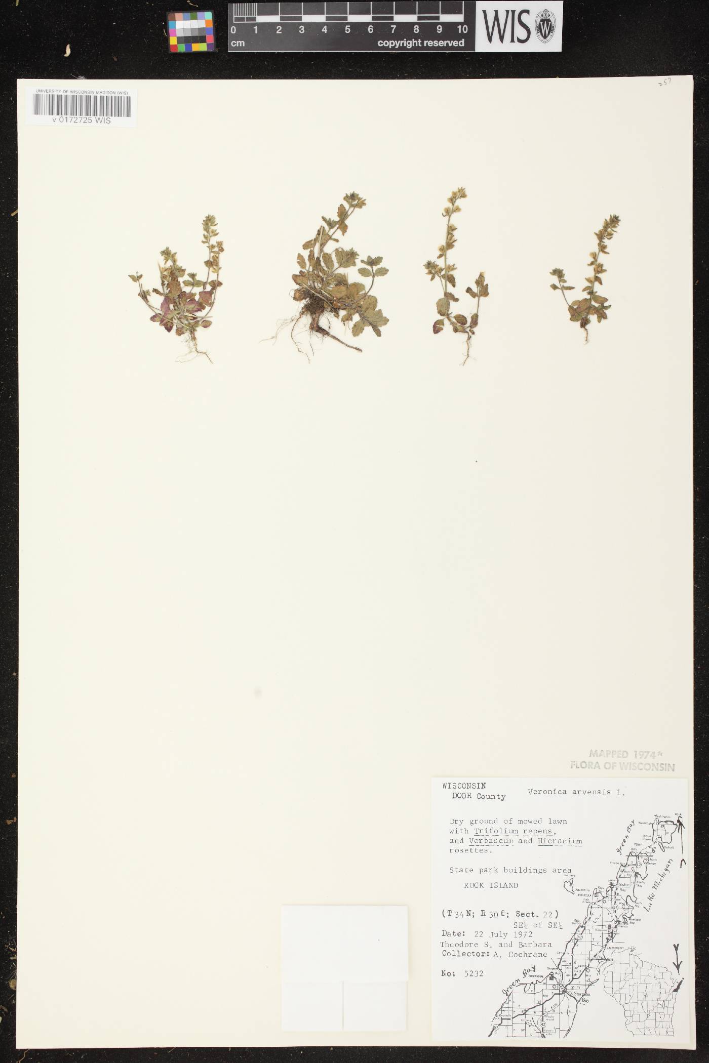 Veronica arvensis image