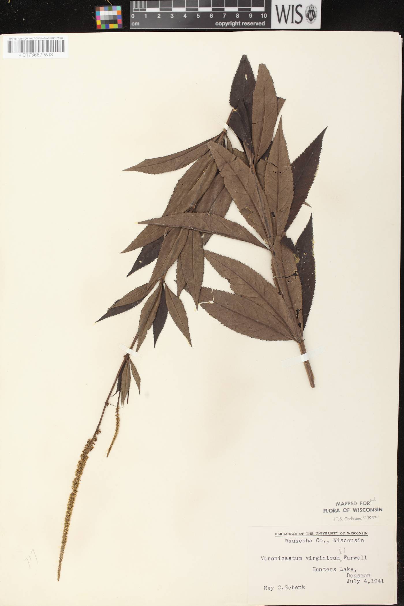 Veronicastrum virginicum image