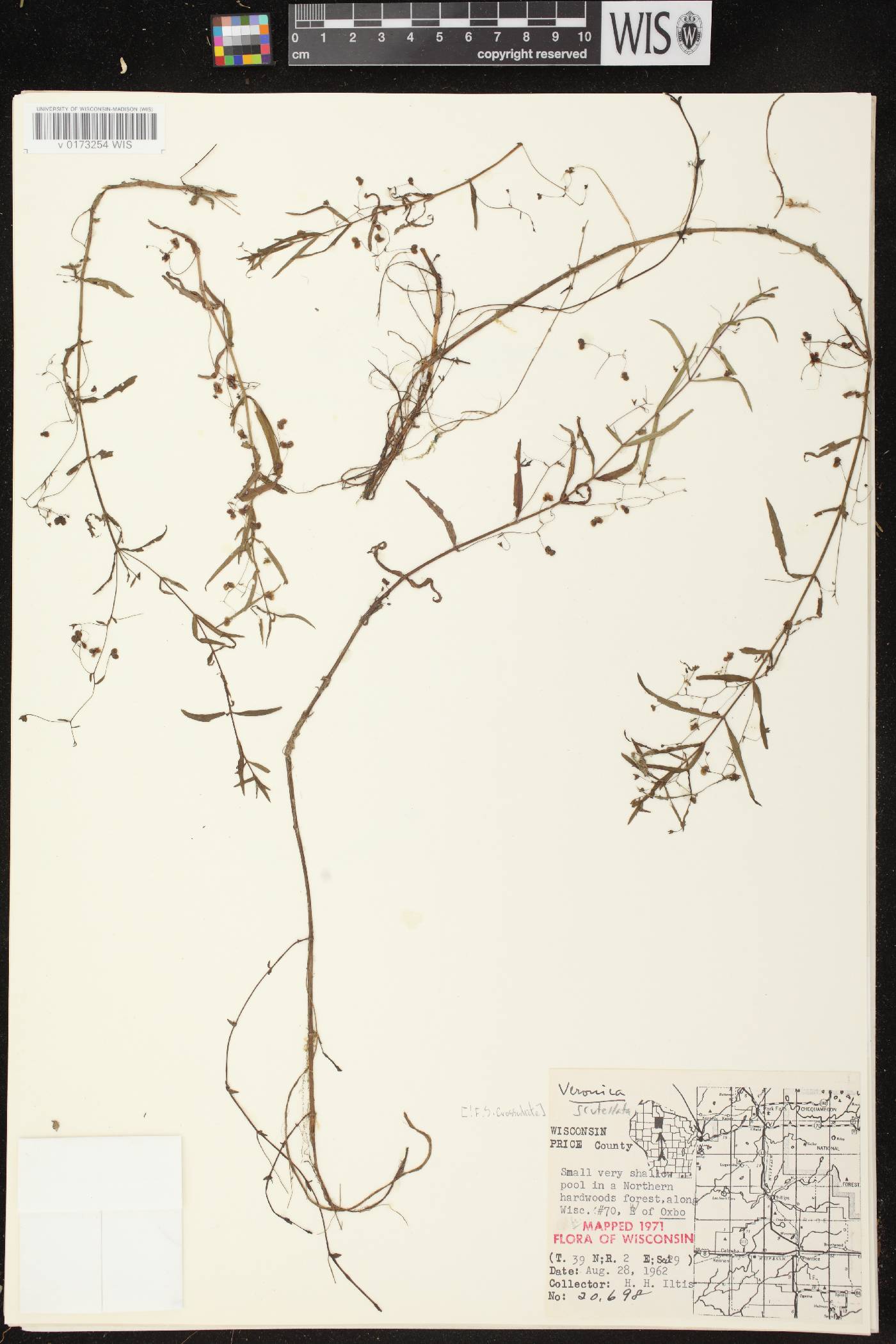 Veronica scutellata image