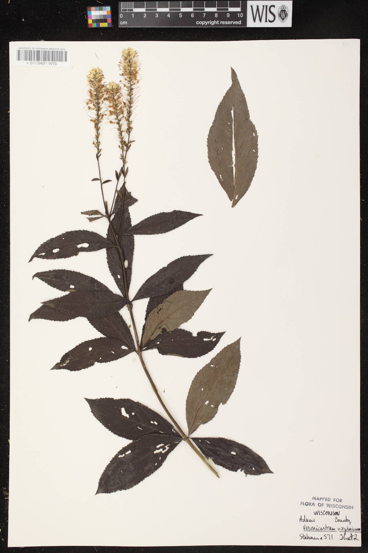 Veronicastrum virginicum image