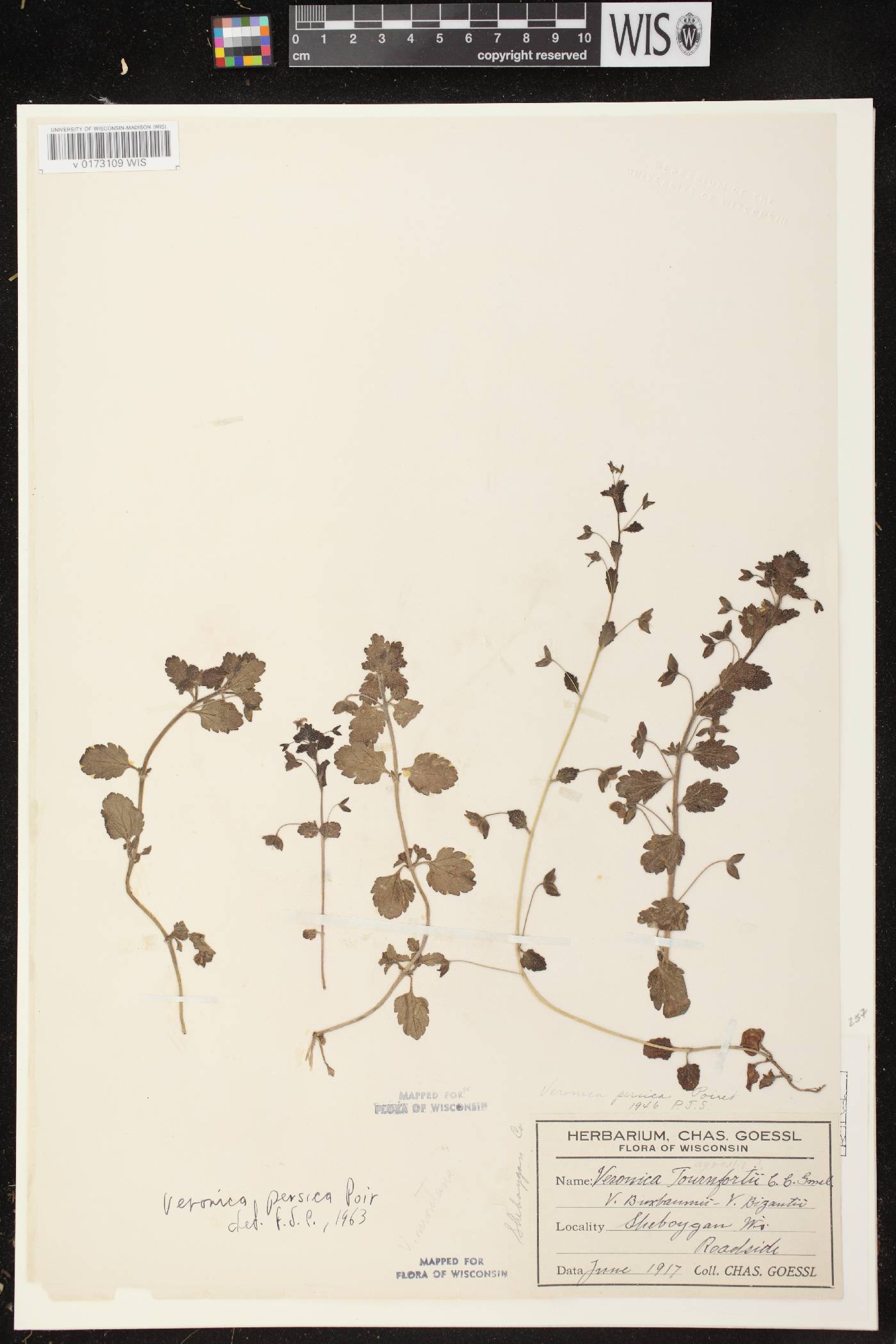 Veronica persica image