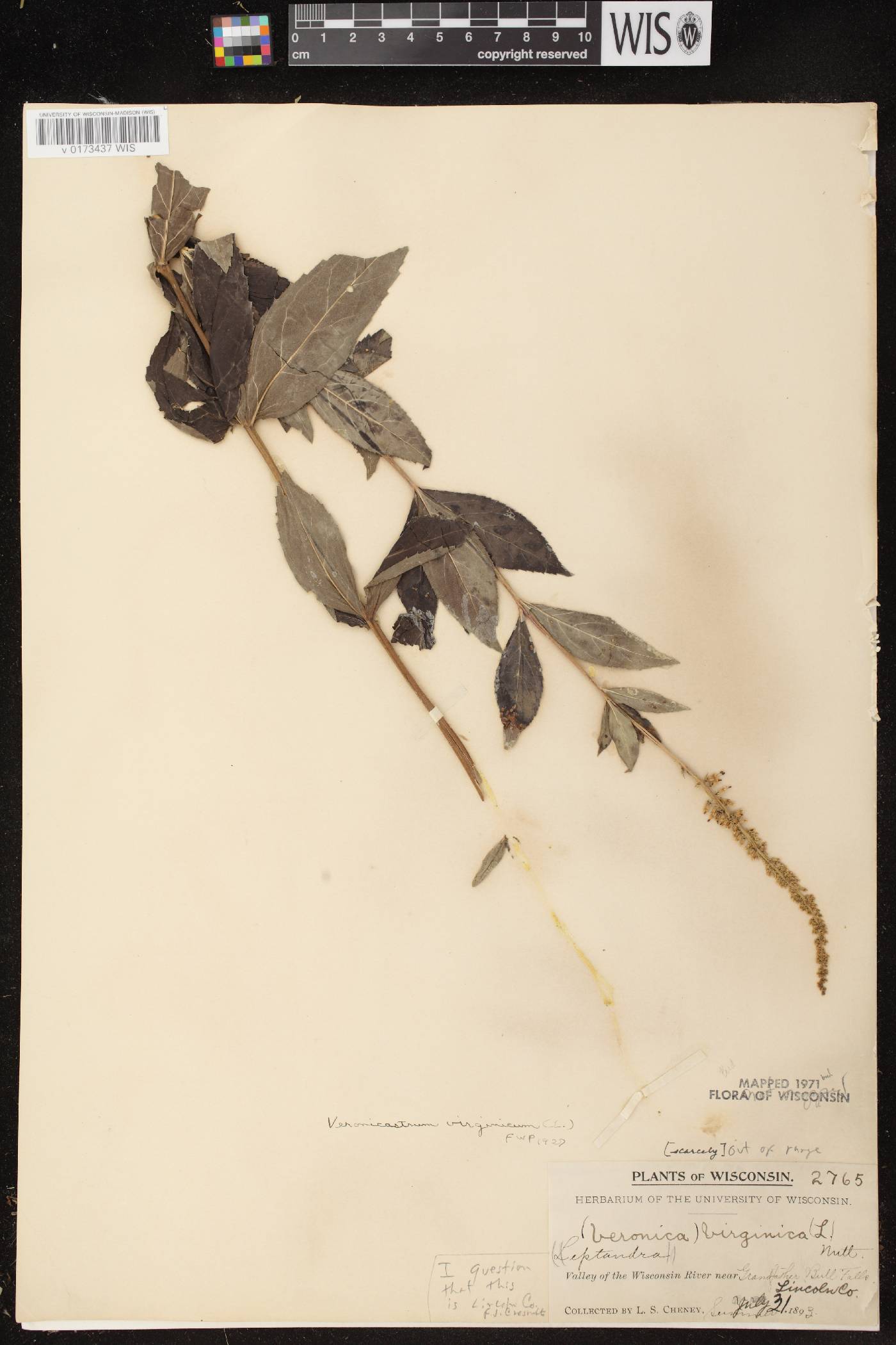 Veronicastrum virginicum image