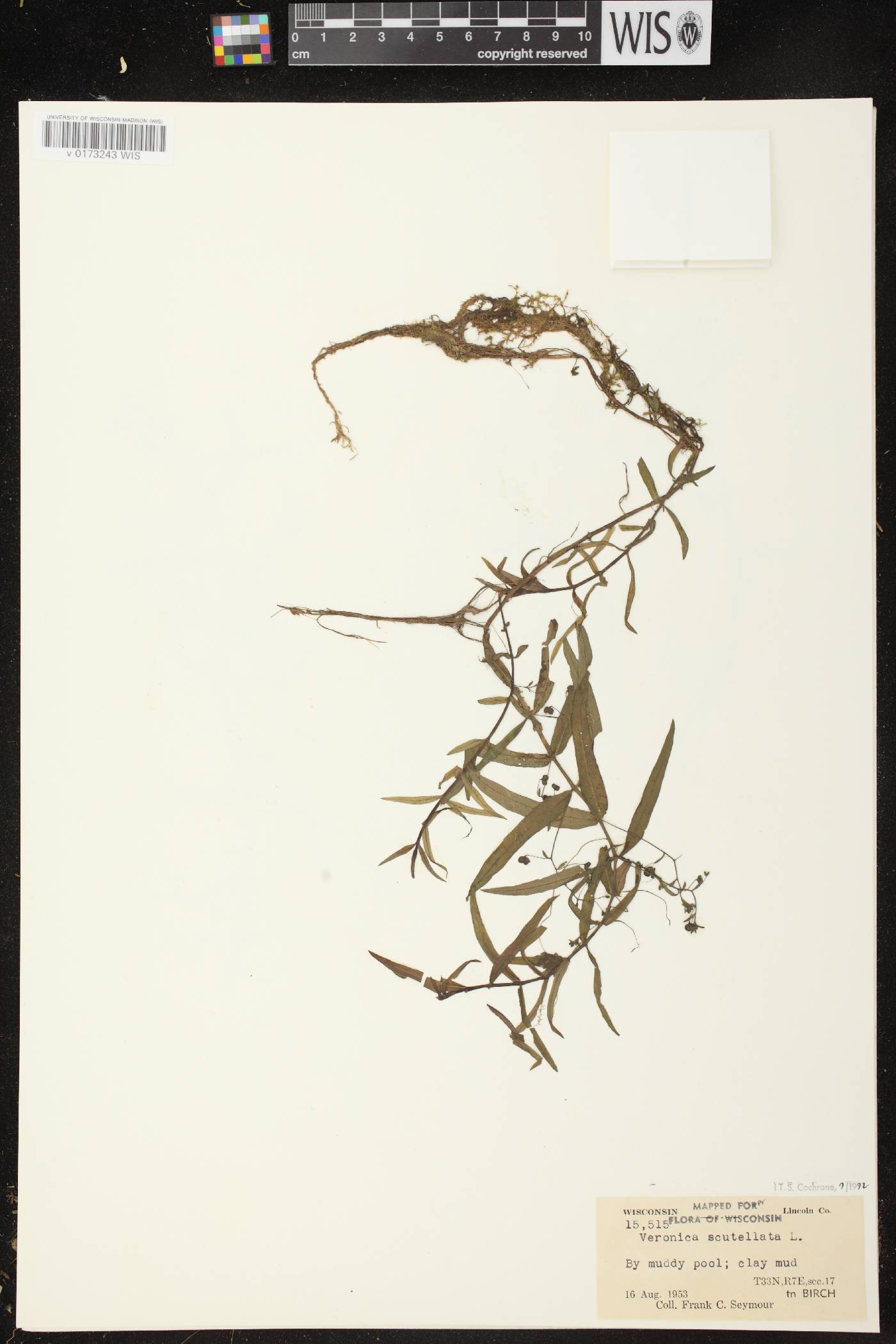 Veronica scutellata image