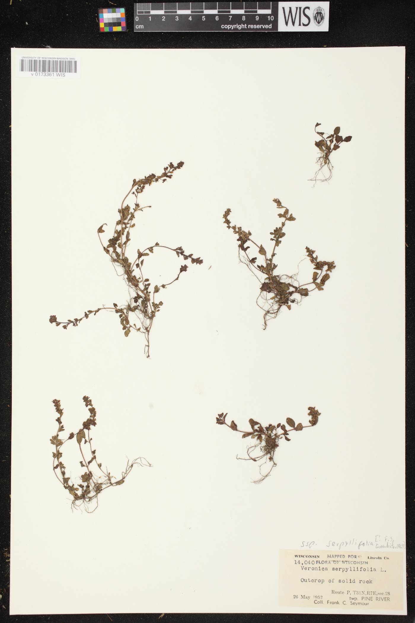 Veronica serpyllifolia subsp. serpyllifolia image