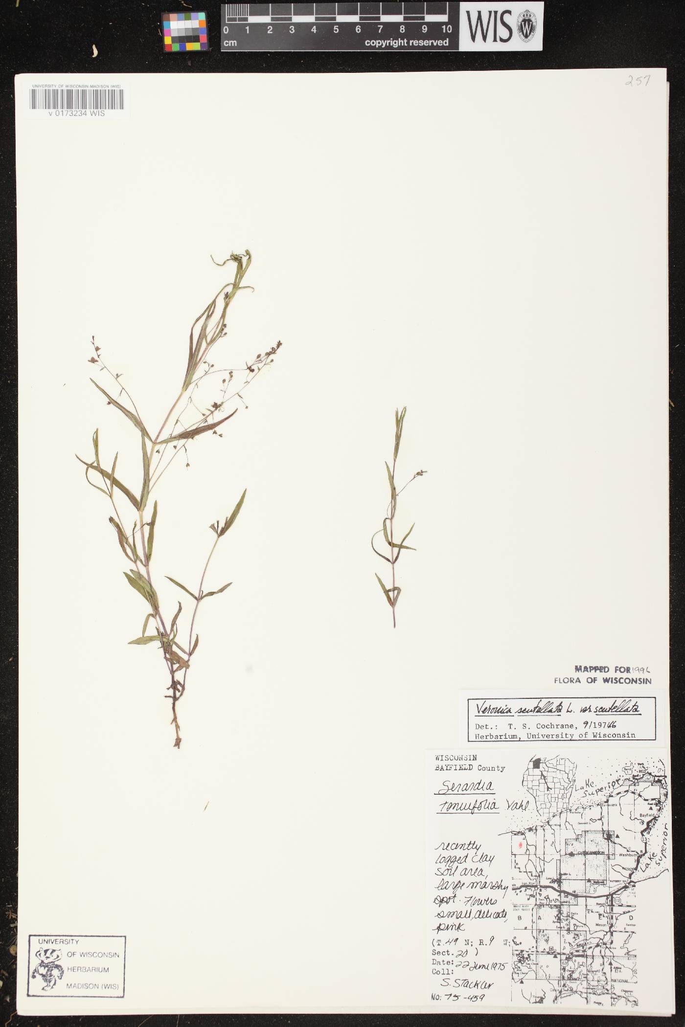 Veronica scutellata image