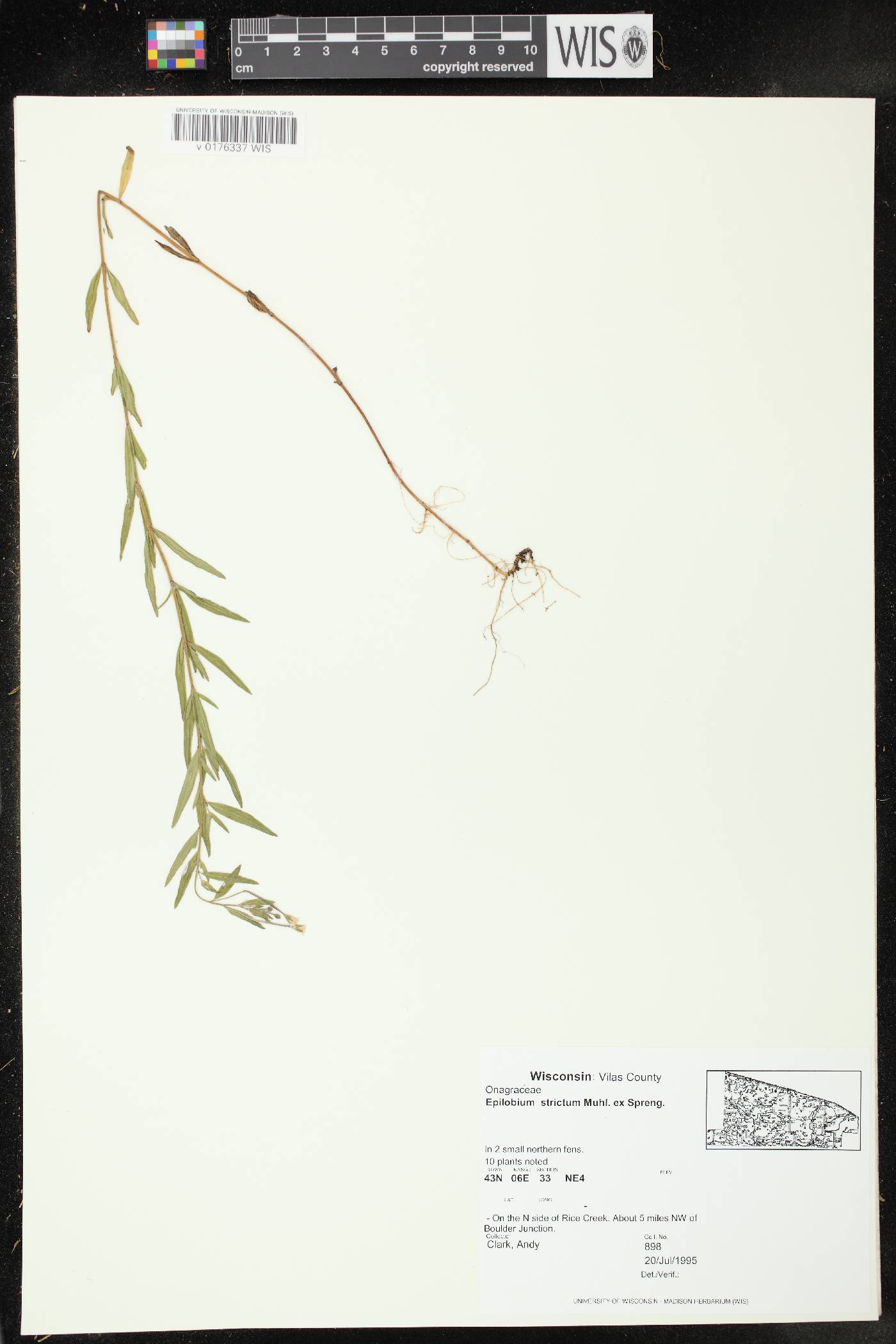 Epilobium strictum image