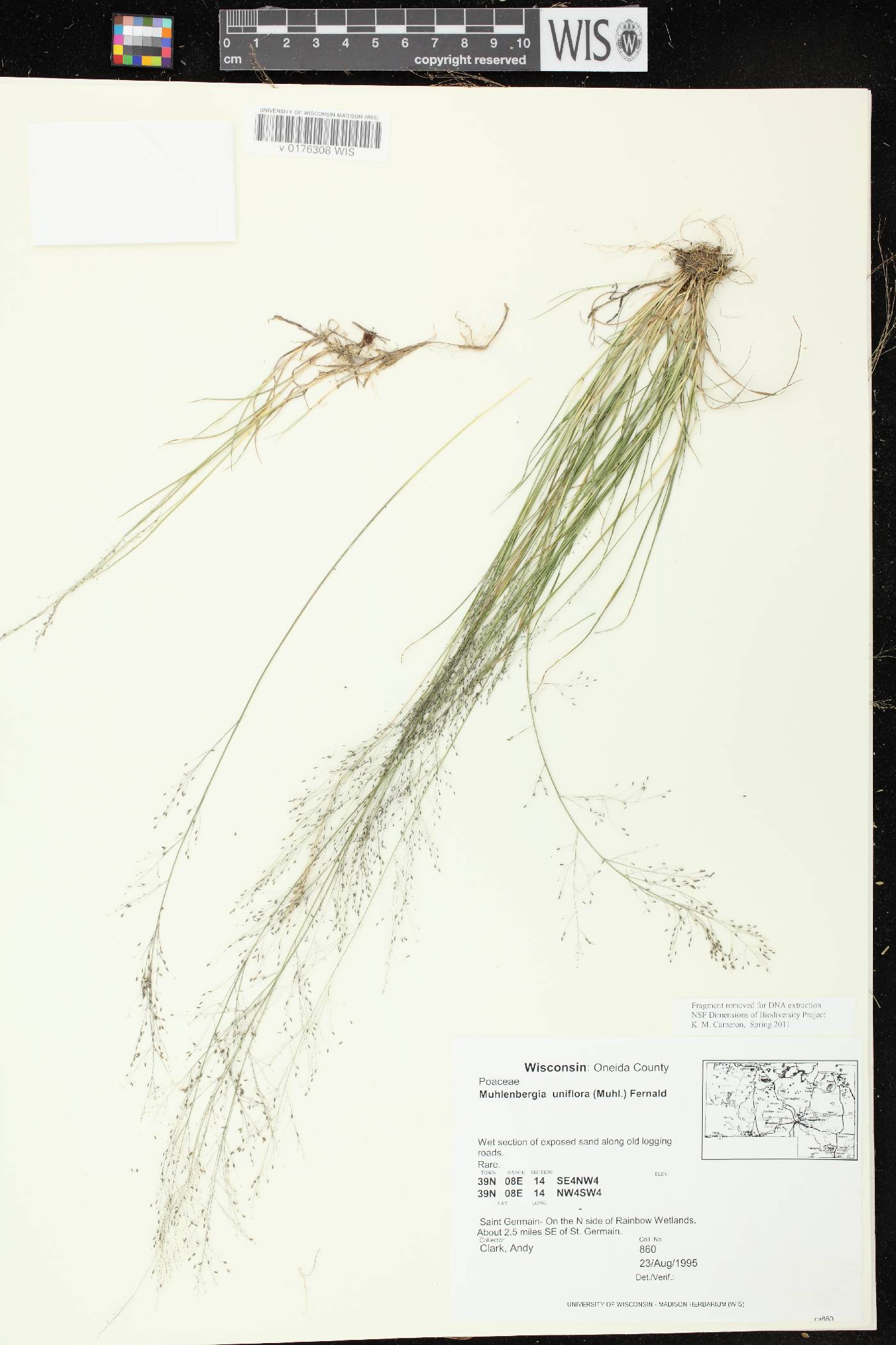 Muhlenbergia uniflora image