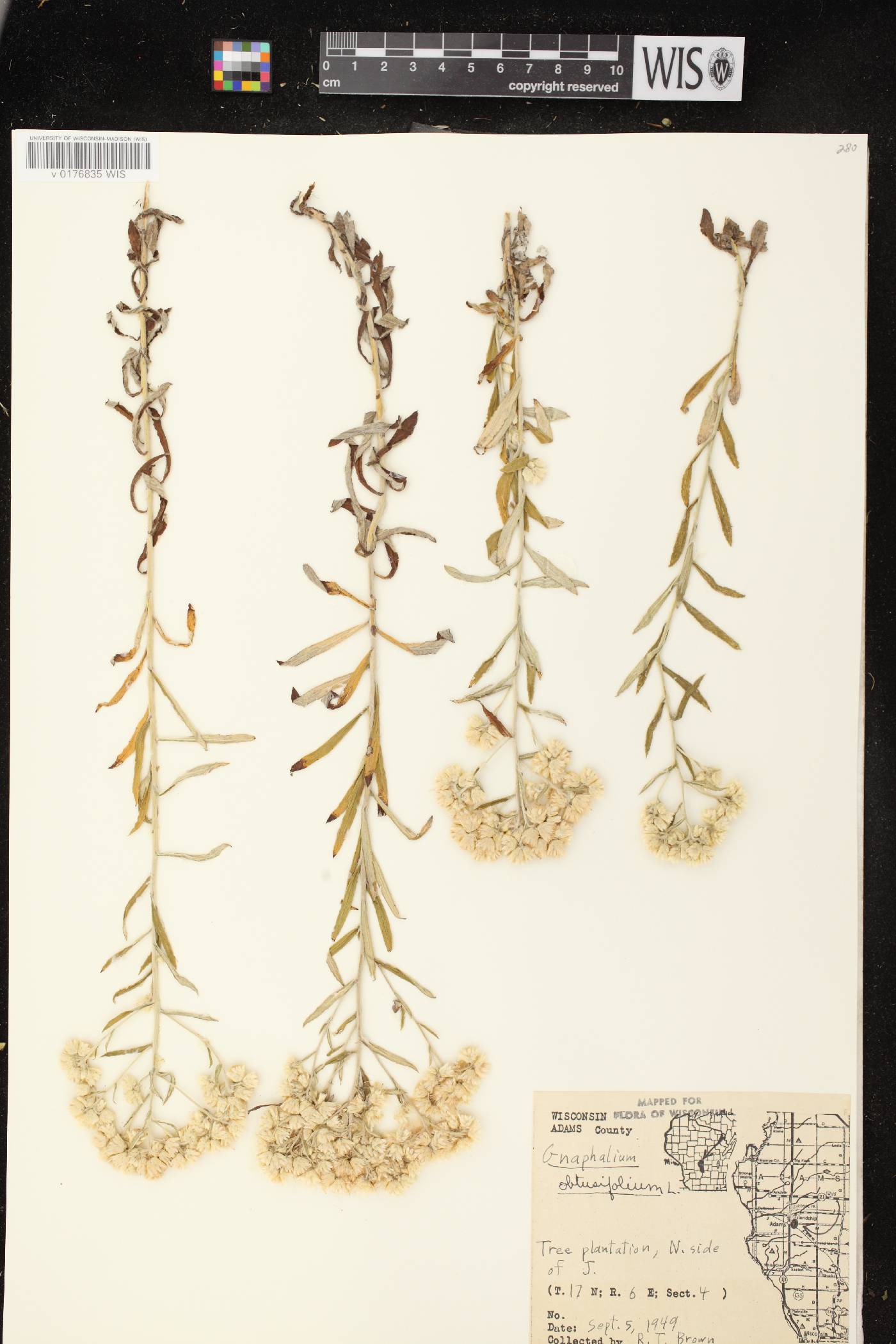 Pseudognaphalium obtusifolium image