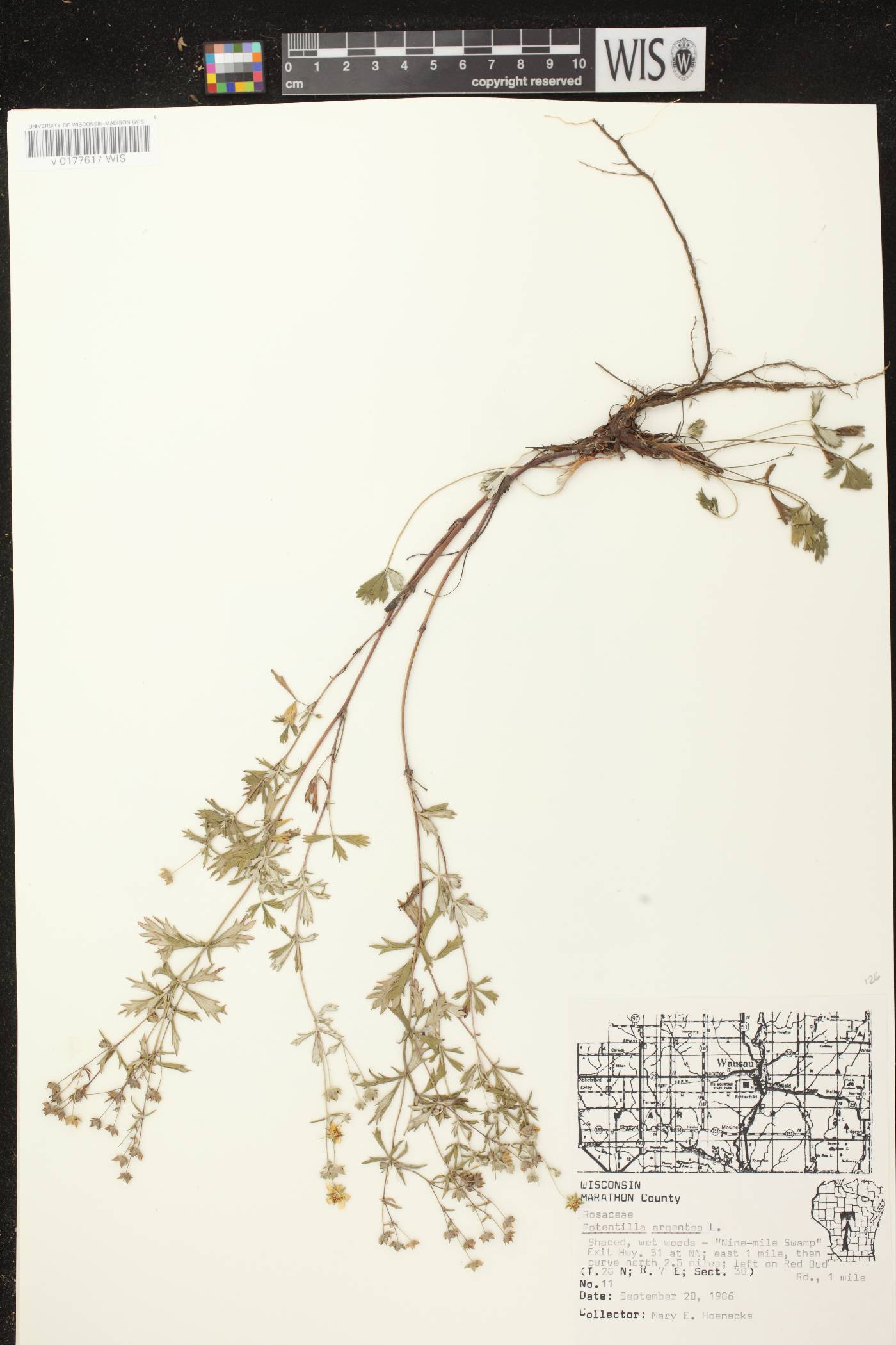 Potentilla argentea image