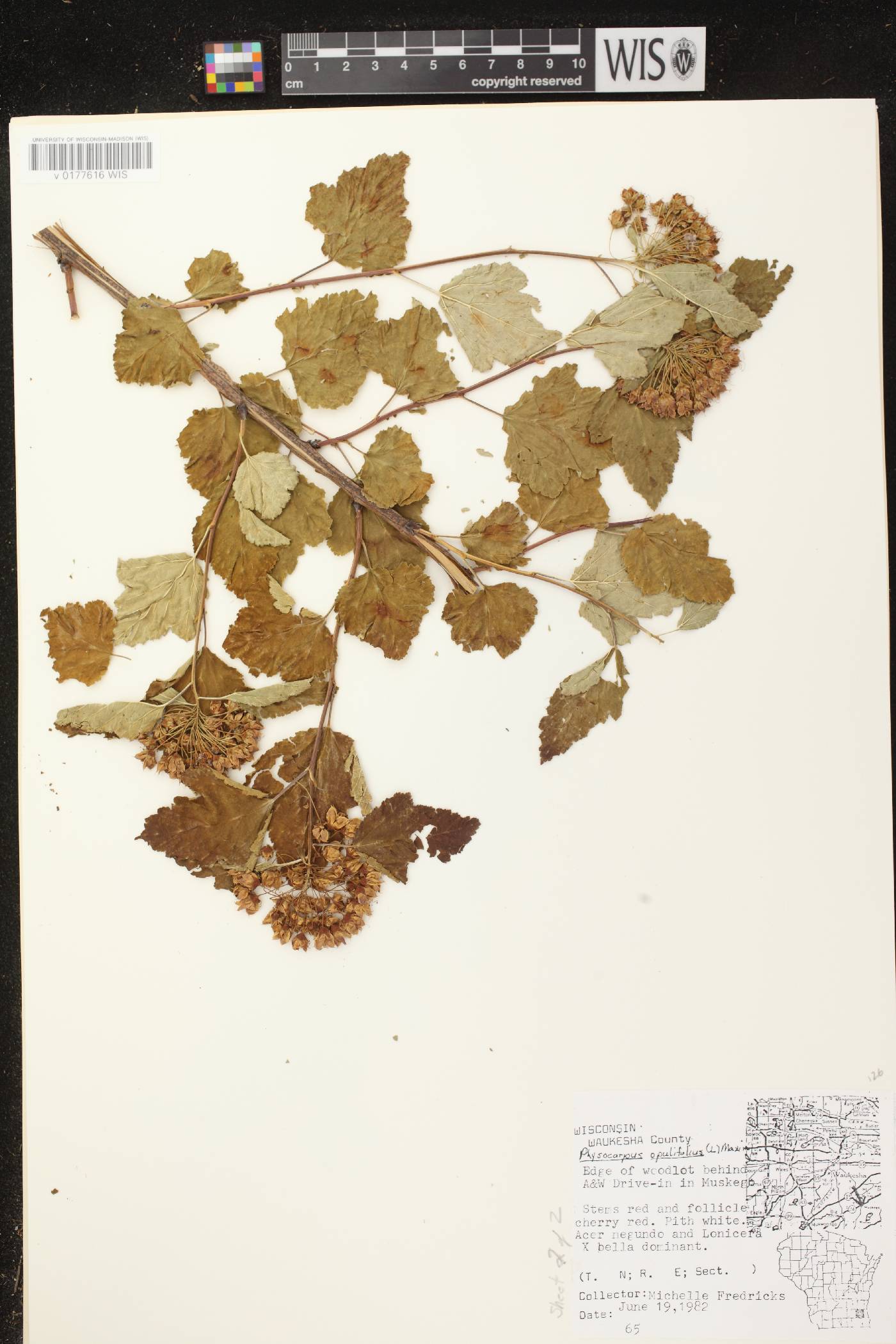 Physocarpus opulifolius image