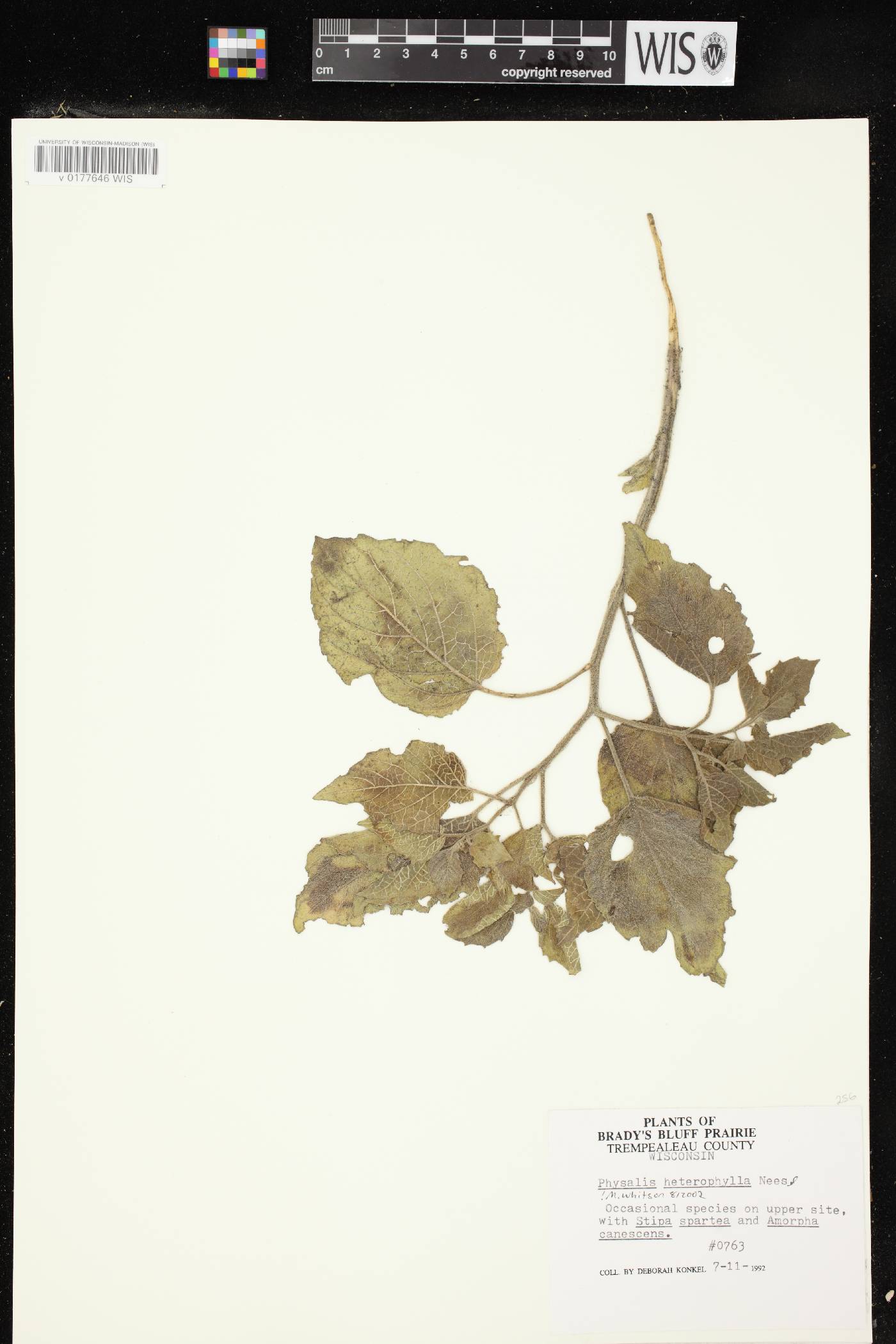 Physalis heterophylla var. heterophylla image