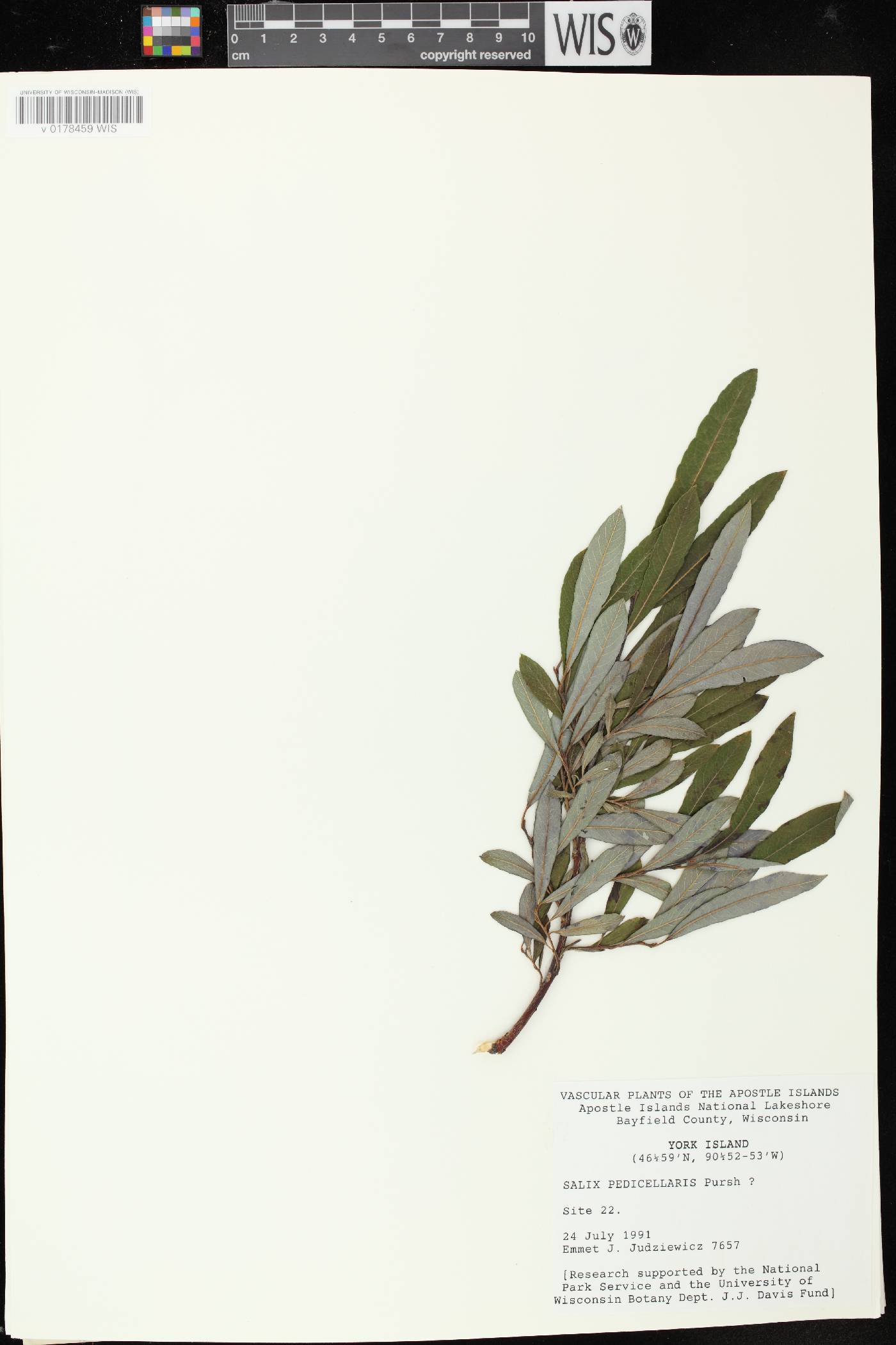 Salix pedicellaris image