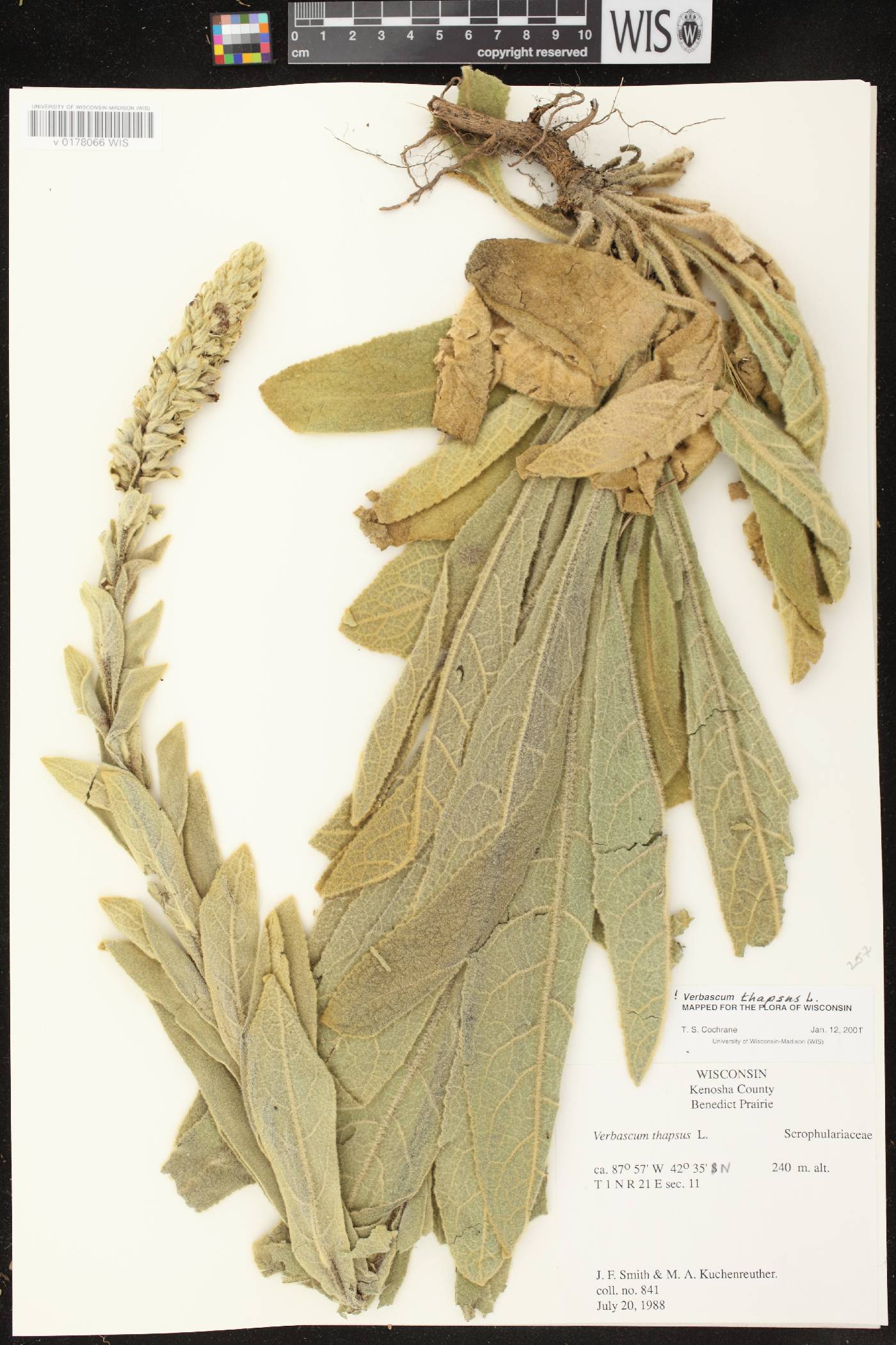 Verbascum thapsus image